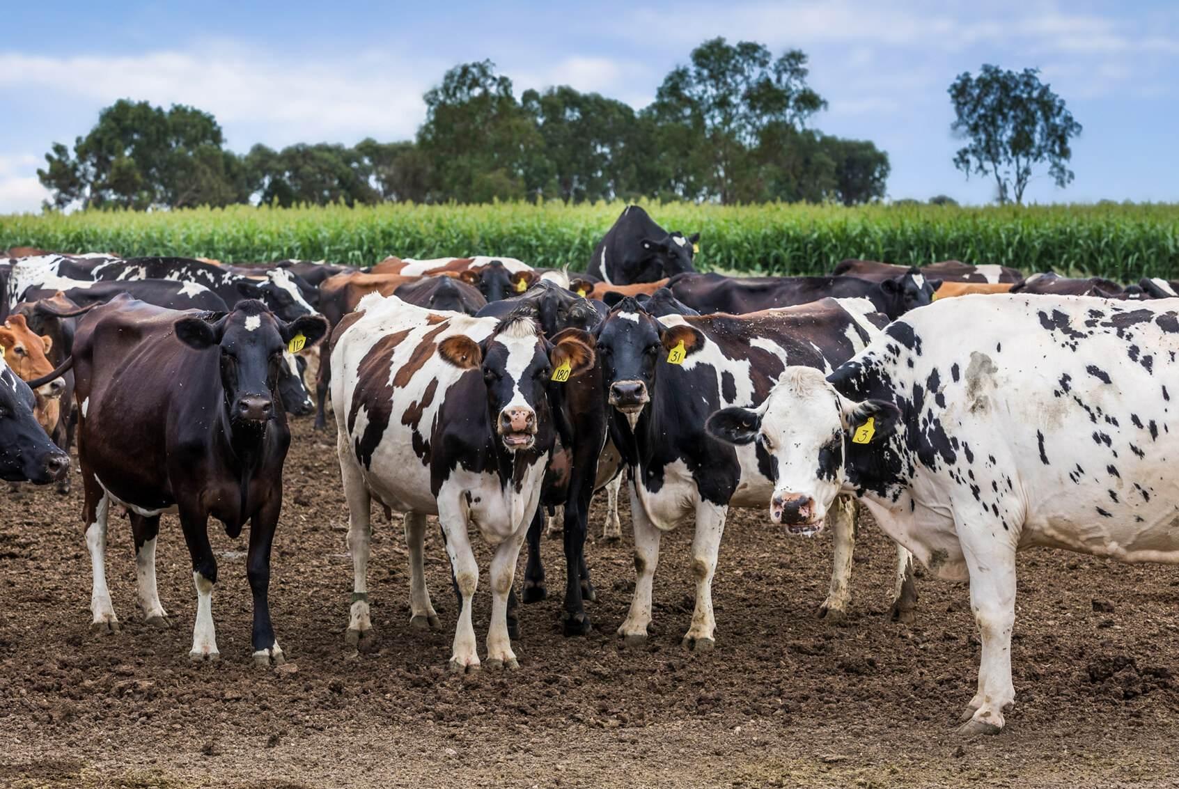 Dairy Farms For Sale Australia