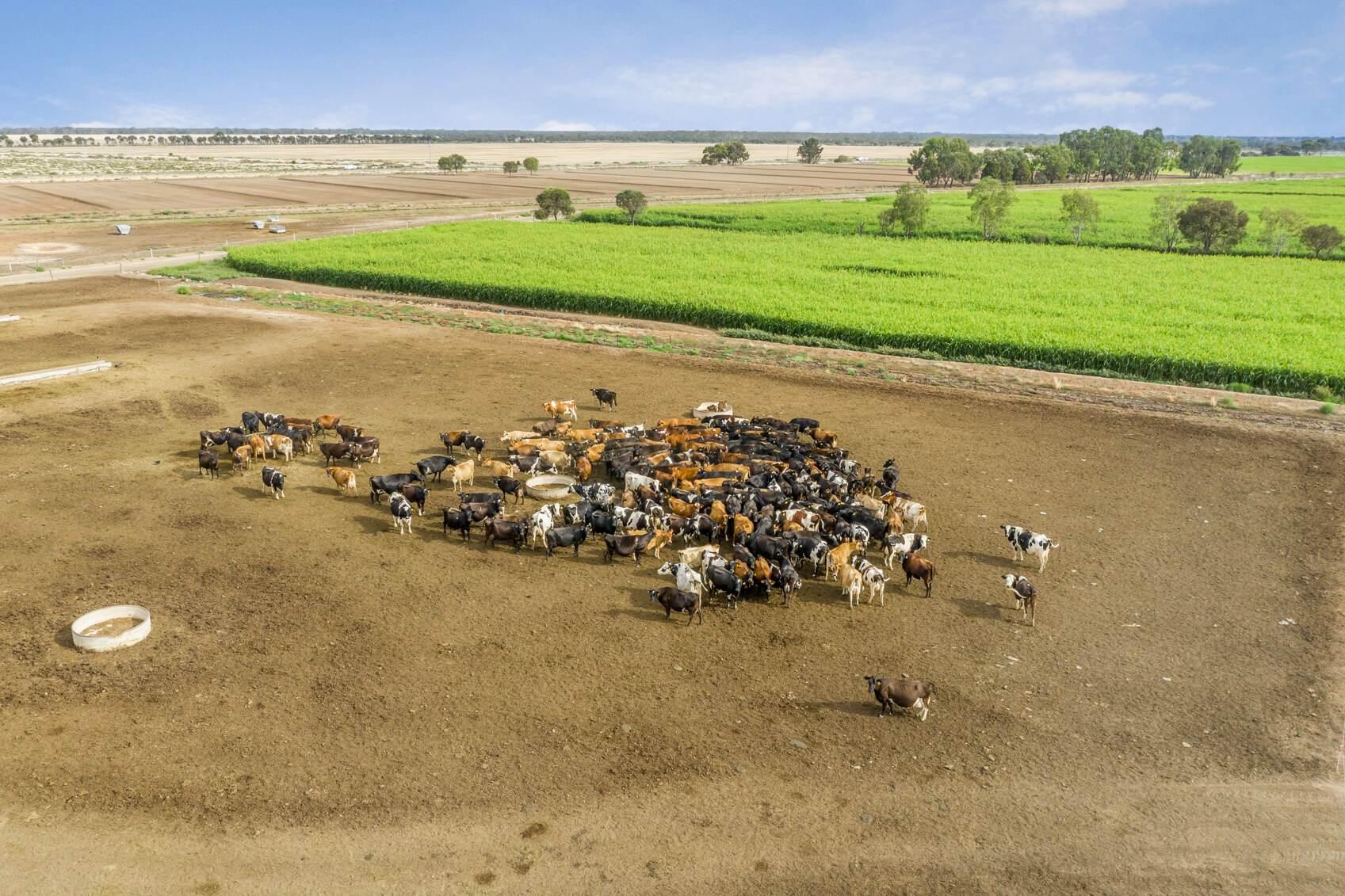 Dairy Farms For Sale Australia