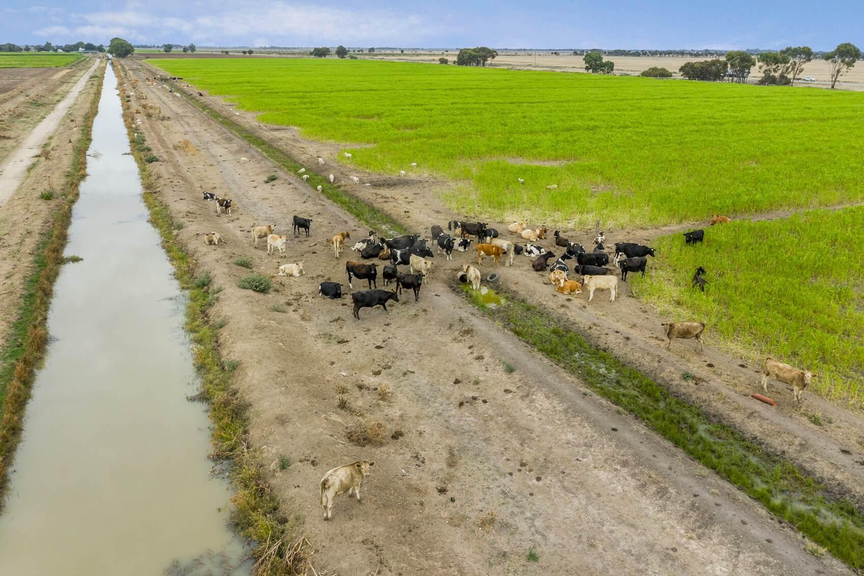 Dairy Farms For Sale Australia