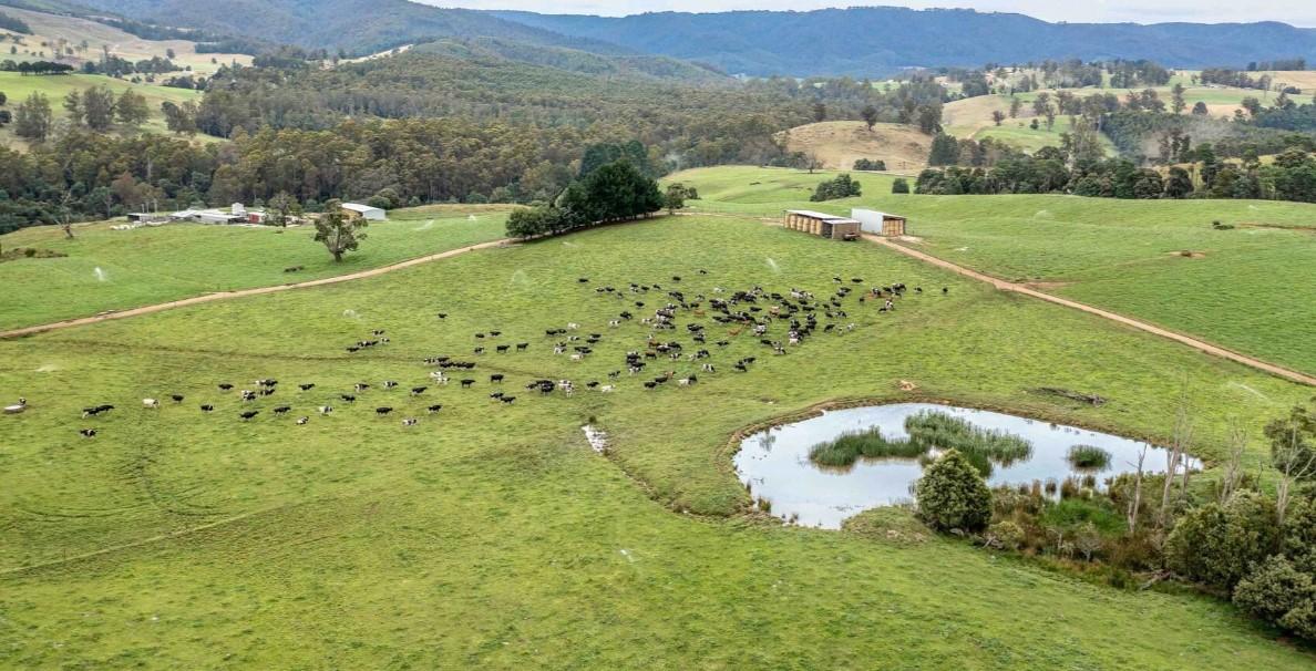 The Ultimate Guide to Buying Dairy Farms For Sale Australia