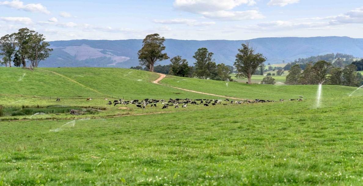 Dairy Farms For Sale Australia