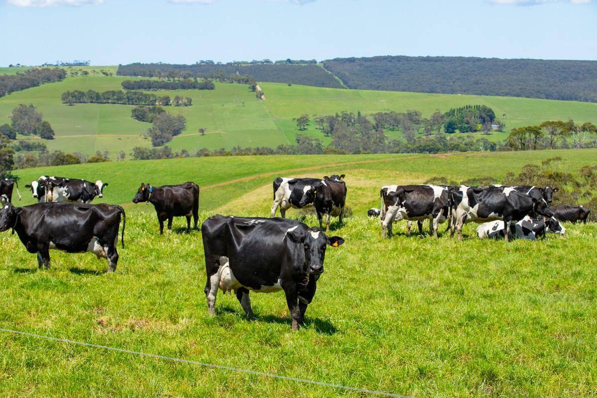 Dairy Farms For Sale Australia