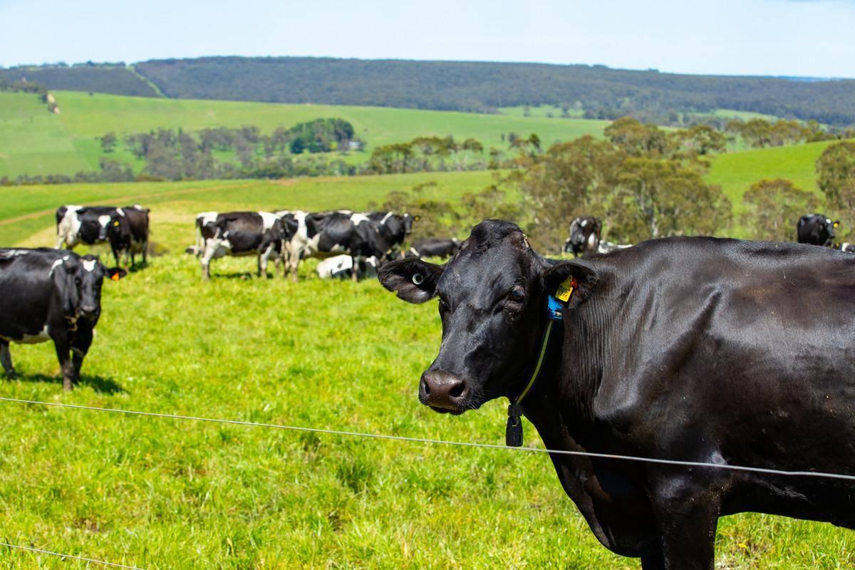 Dairy Farms For Sale Australia