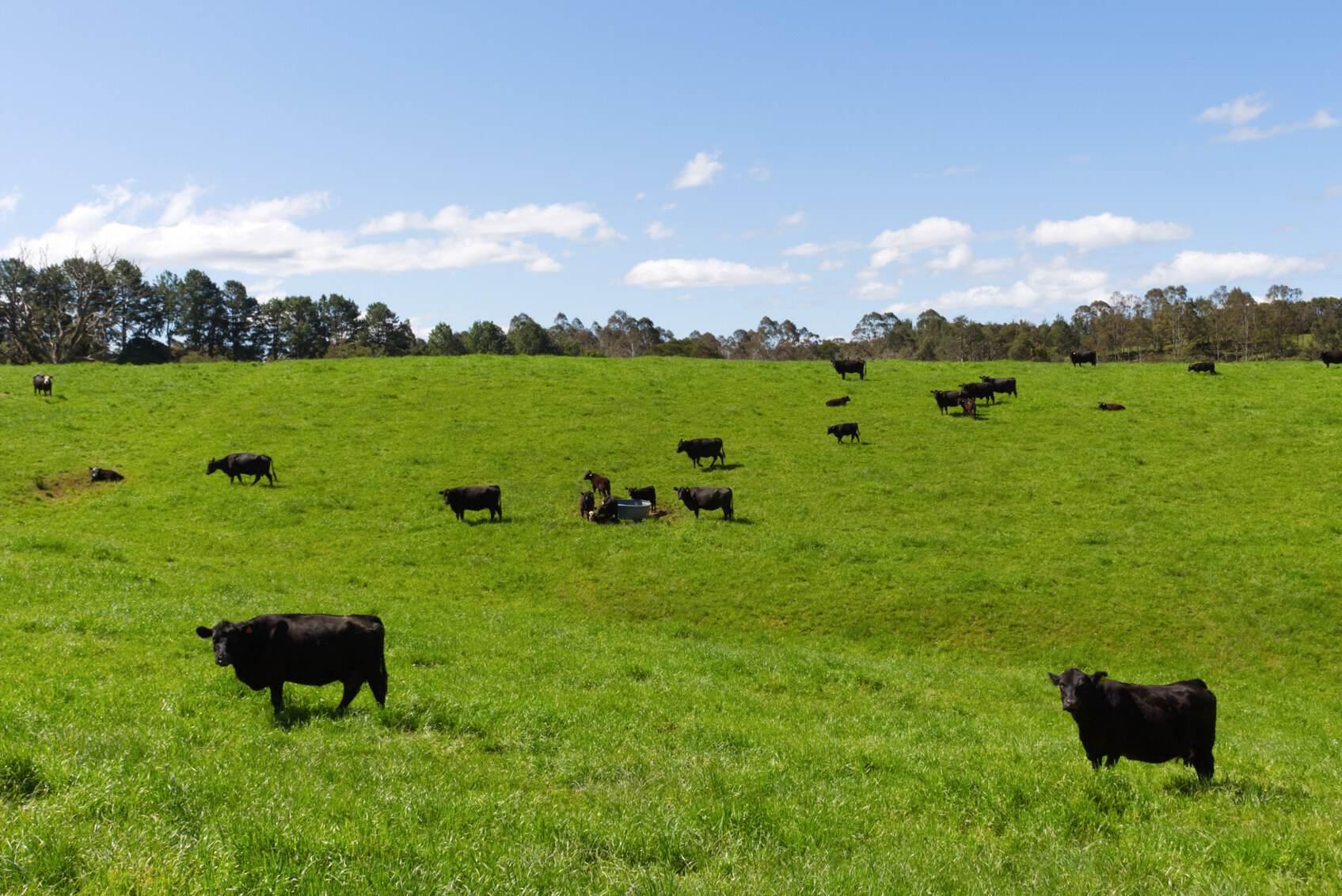 Dairy Farms For Sale Australia