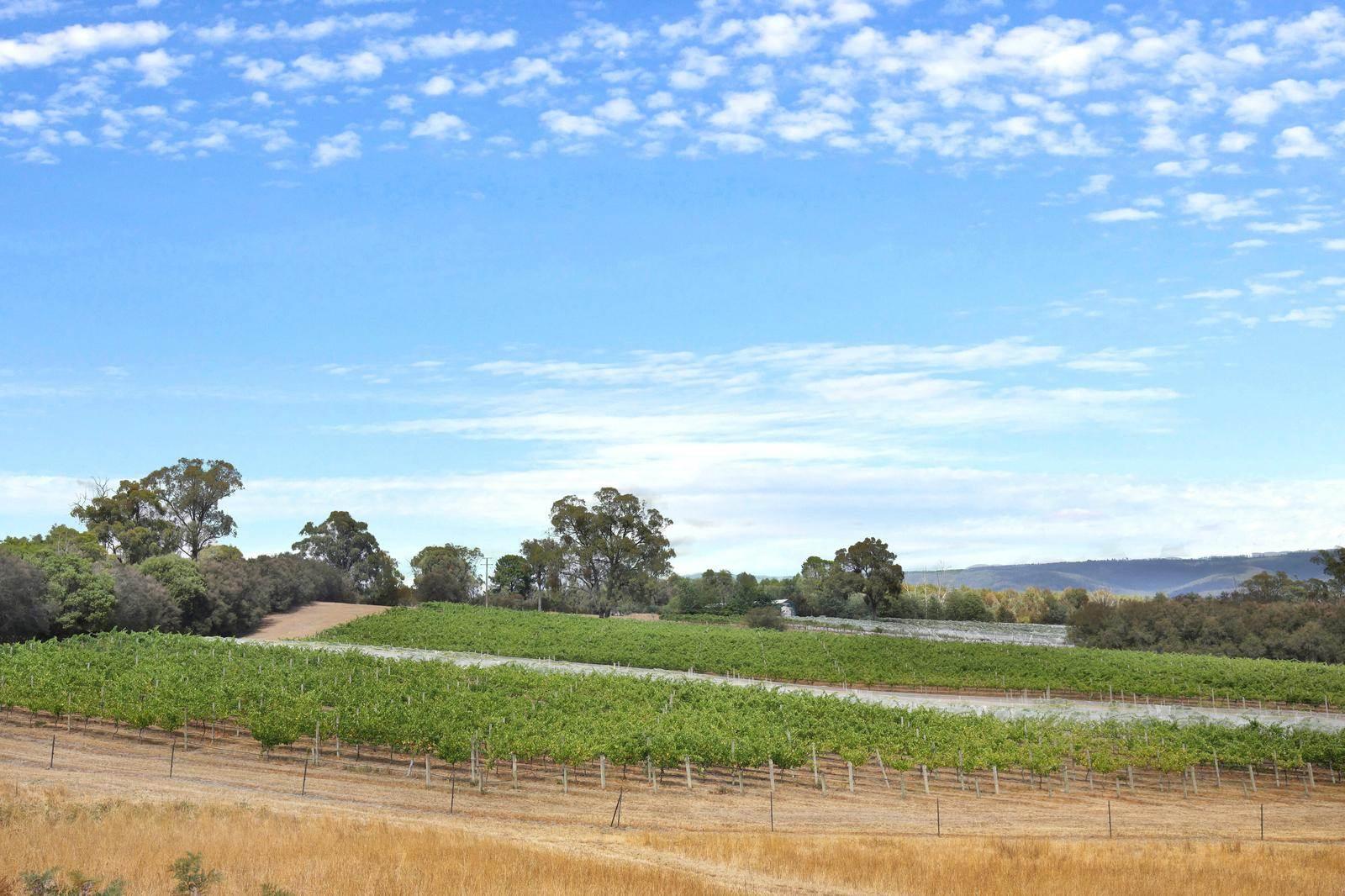 Wineries For Sale Australia