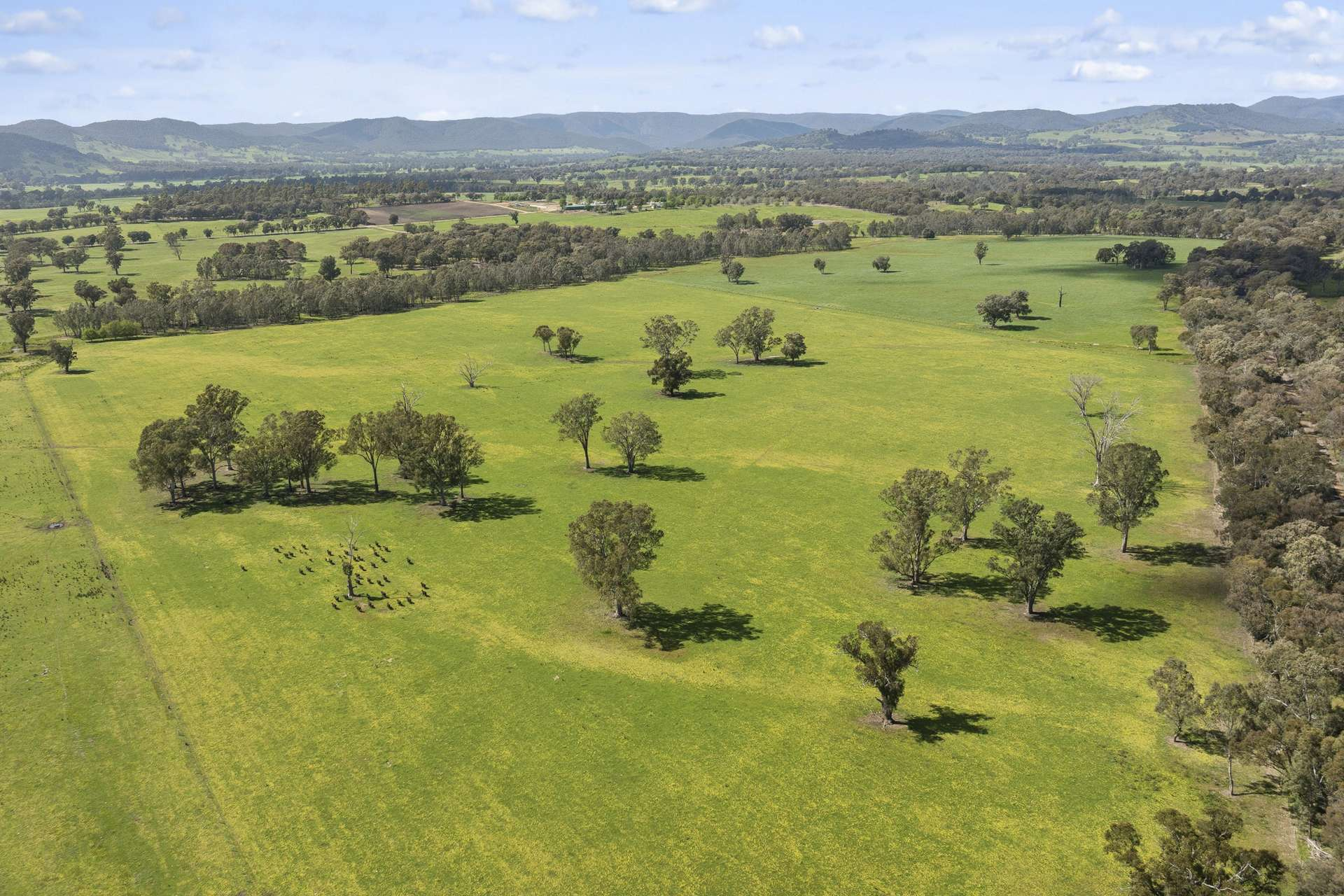 cattle property for sale VIC