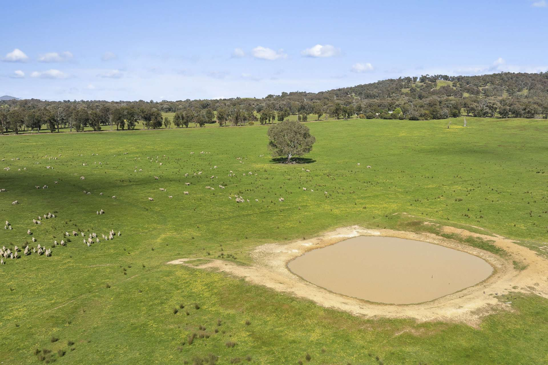 cattle property for sale VIC