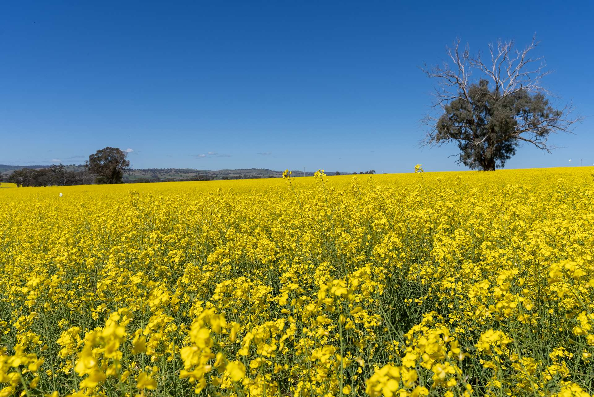 Farm For Sale NSW