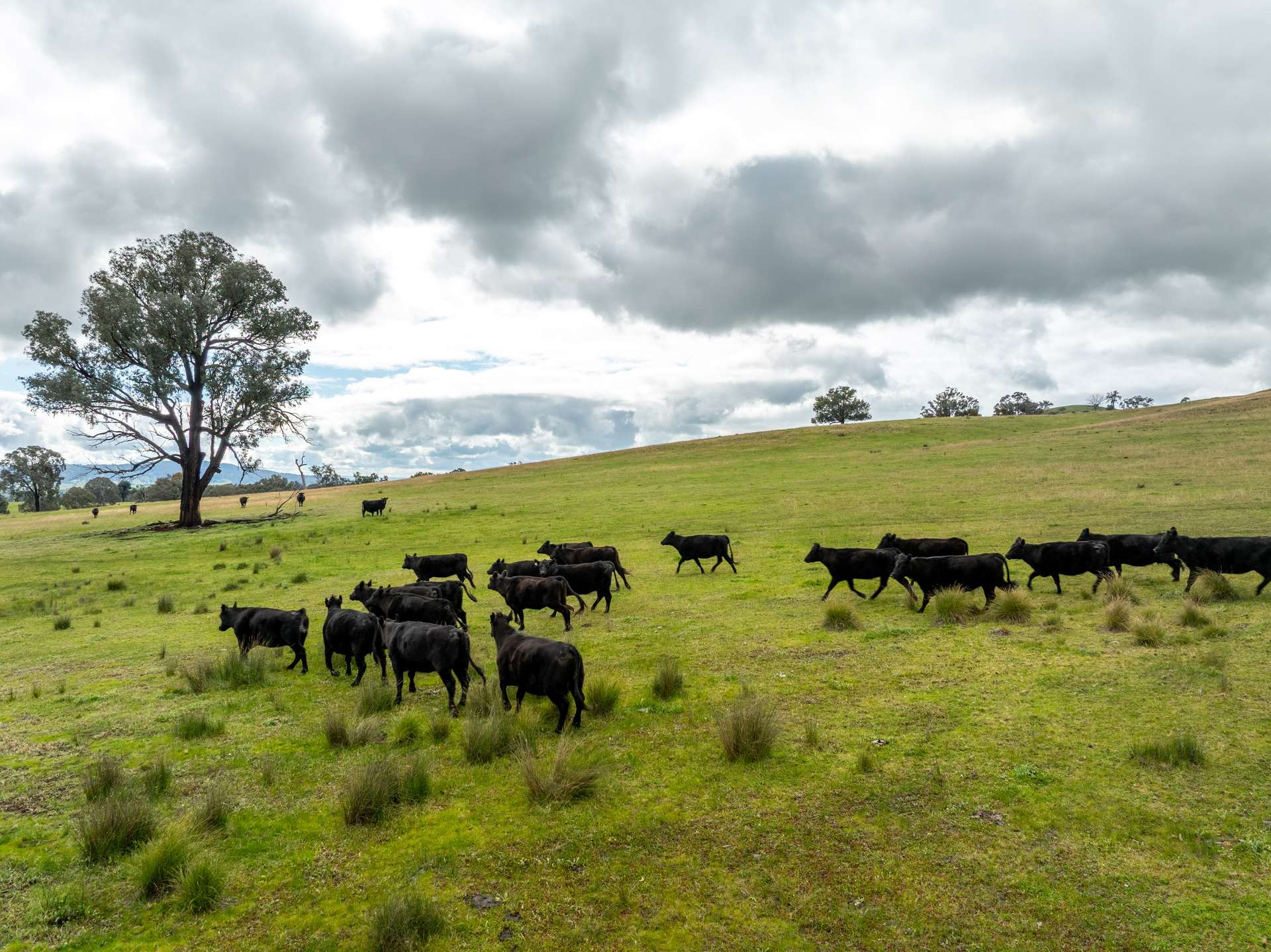 cattle property for sale nsw