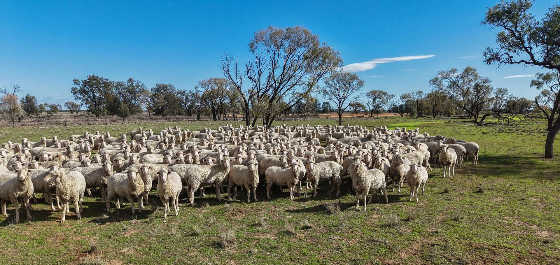 Mixed Farm For Sale NSW