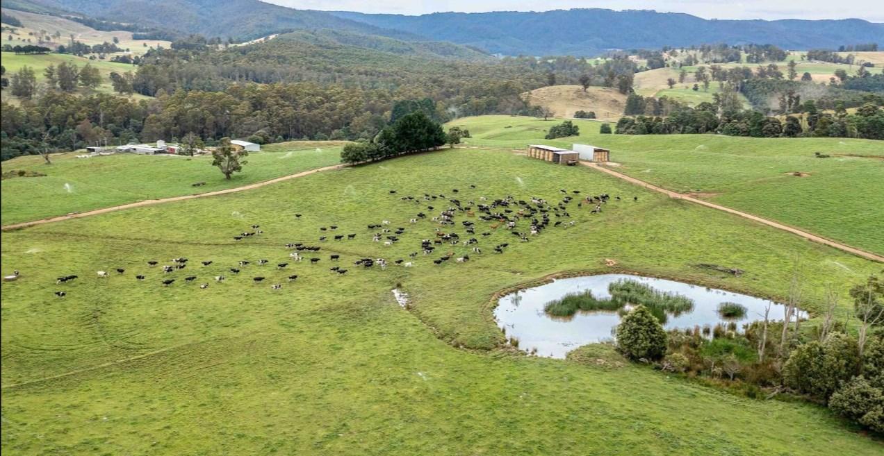 Dairy Farm For Sale Tasmania