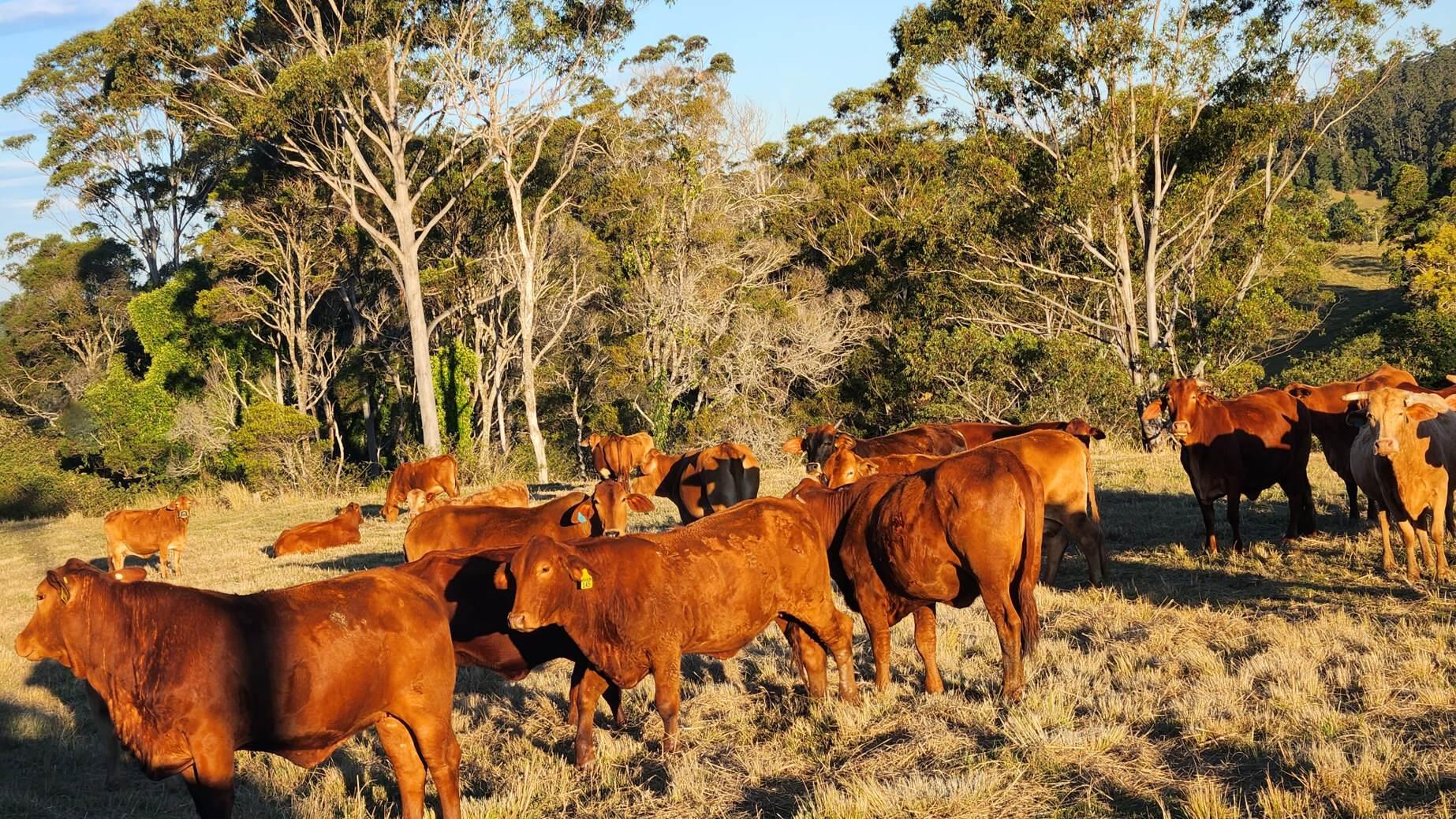 rural property for sale Sunshine Coast Hinterland