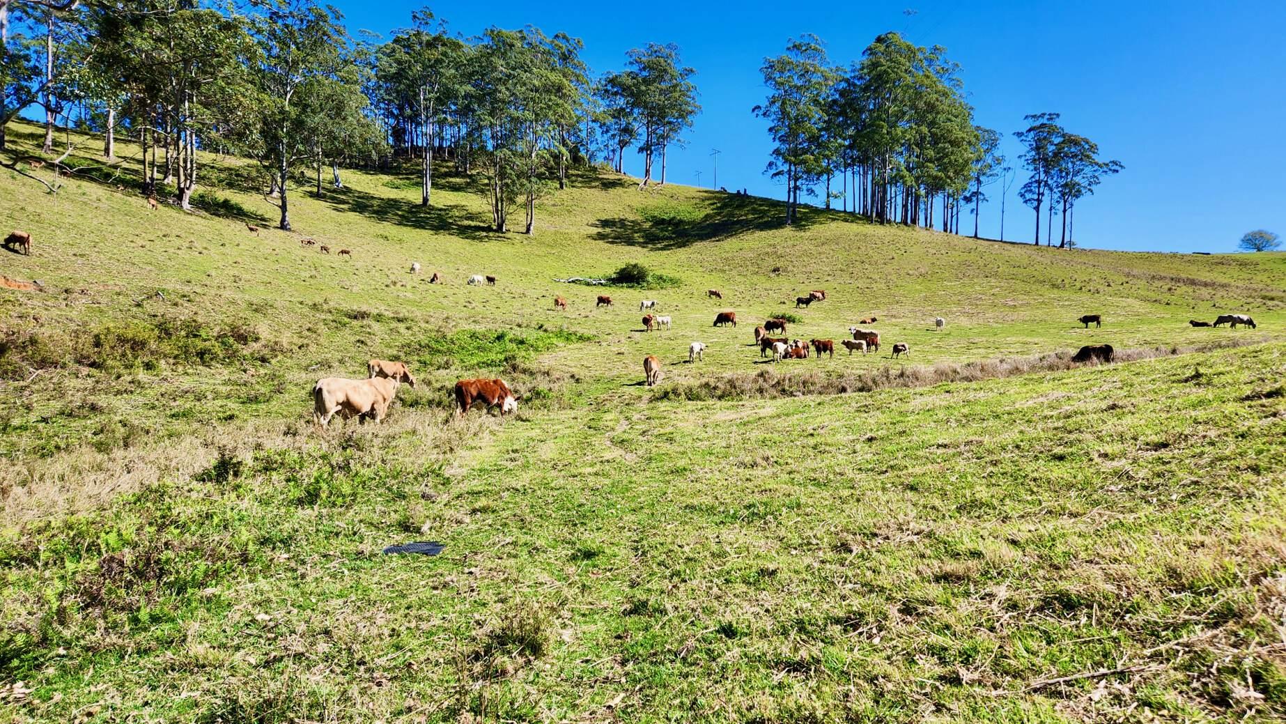 rural property for sale Sunshine Coast Hinterland