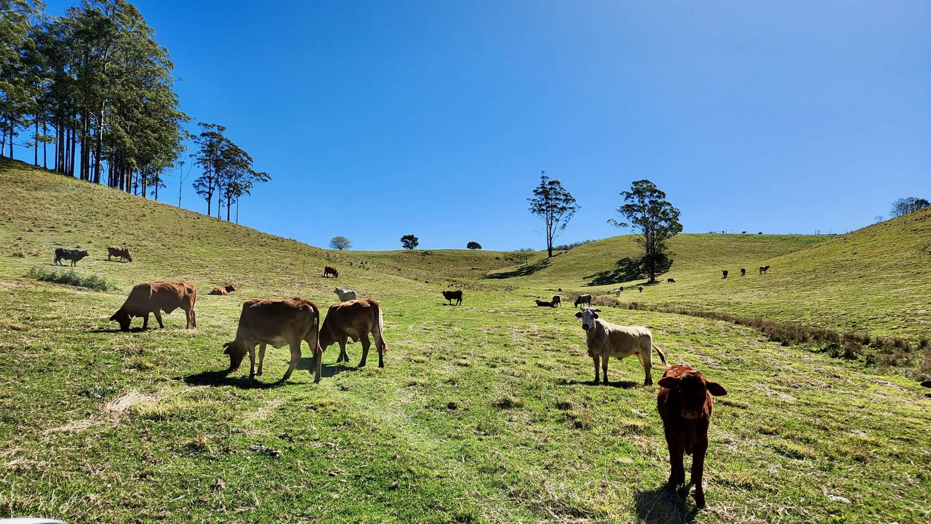 rural property for sale Sunshine Coast Hinterland