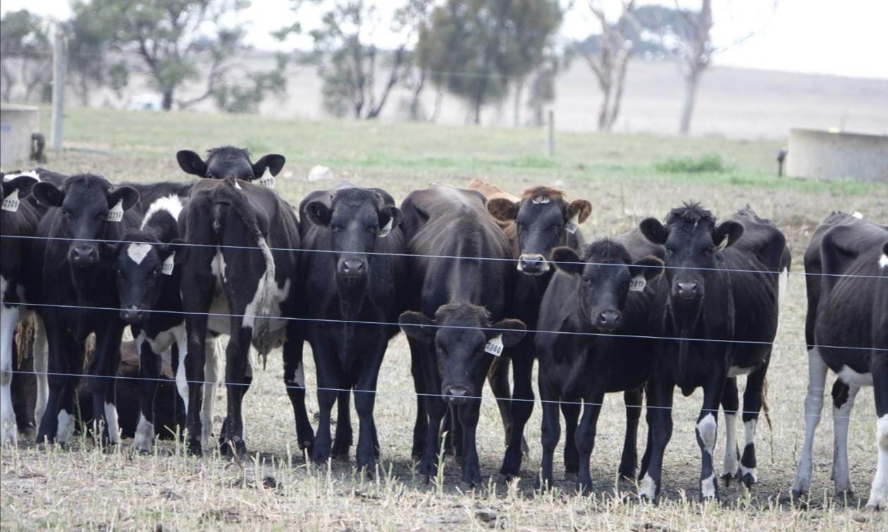 dairy farm for sale South Australia