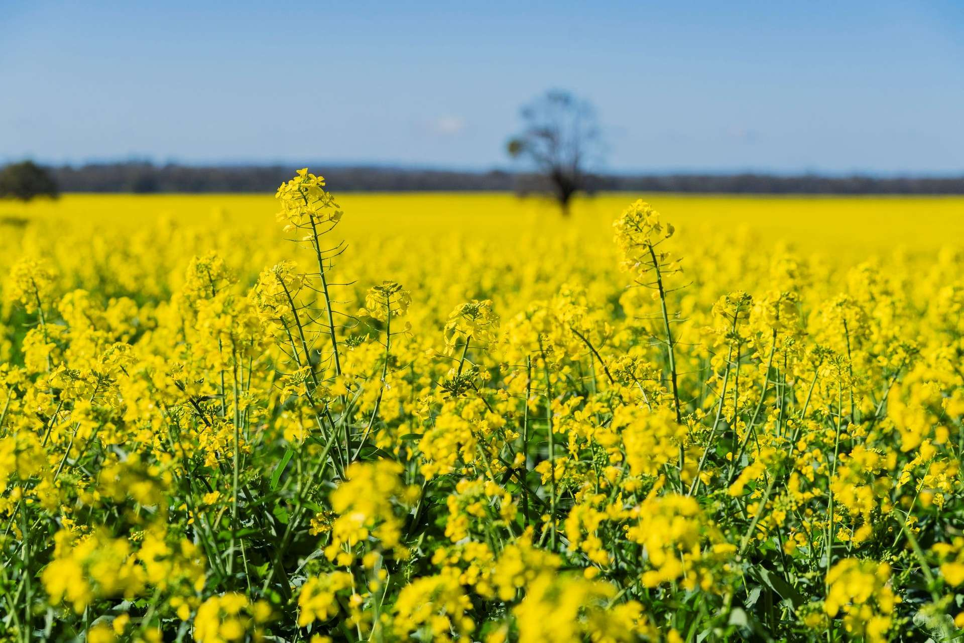 Farms For Sale NSW