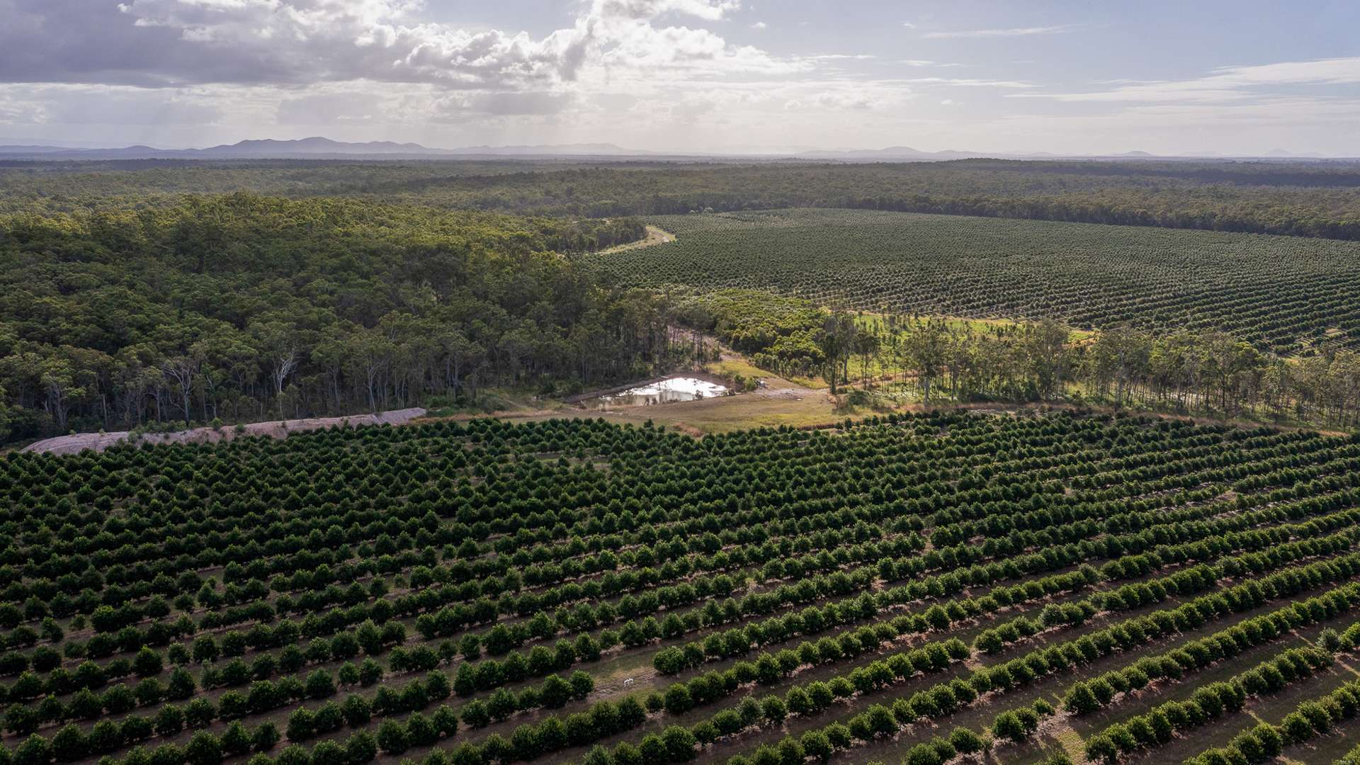 Macadamia Plantation For Sale QLD
