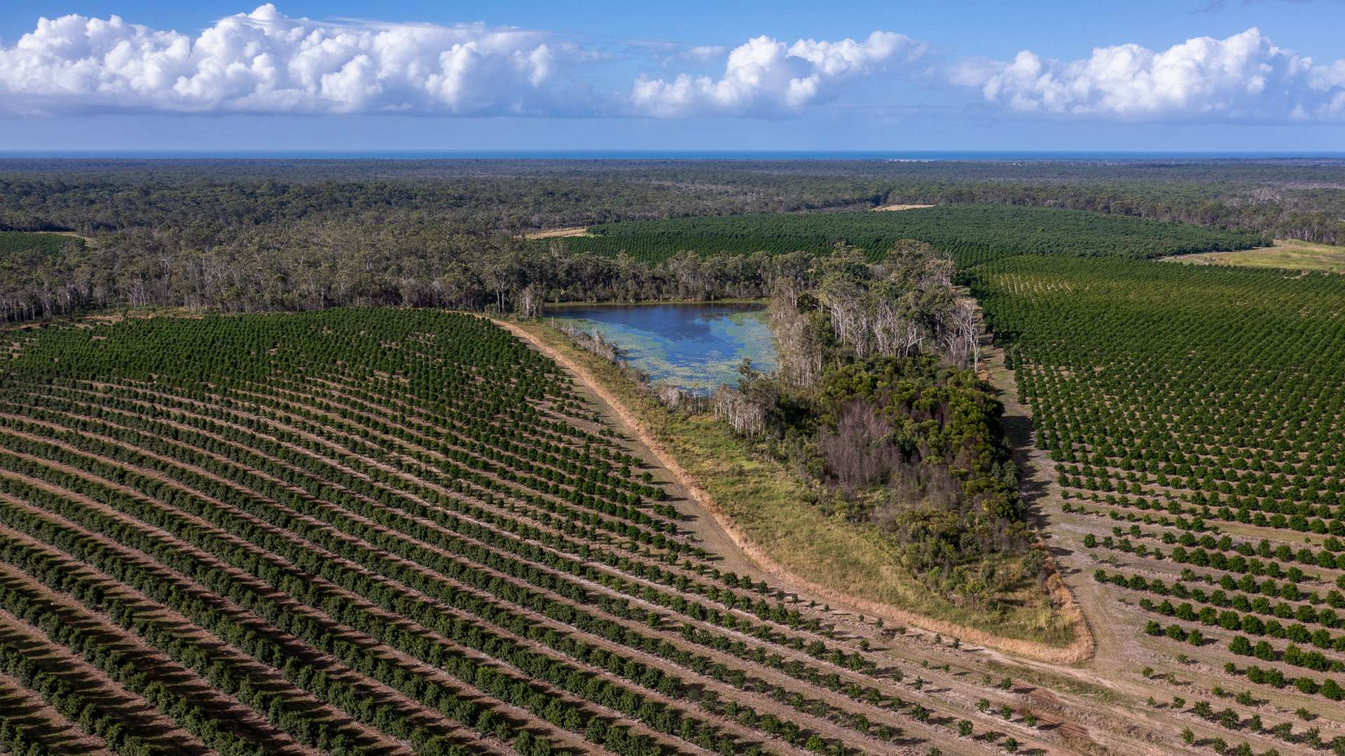 Macadamia Plantation For Sale QLD