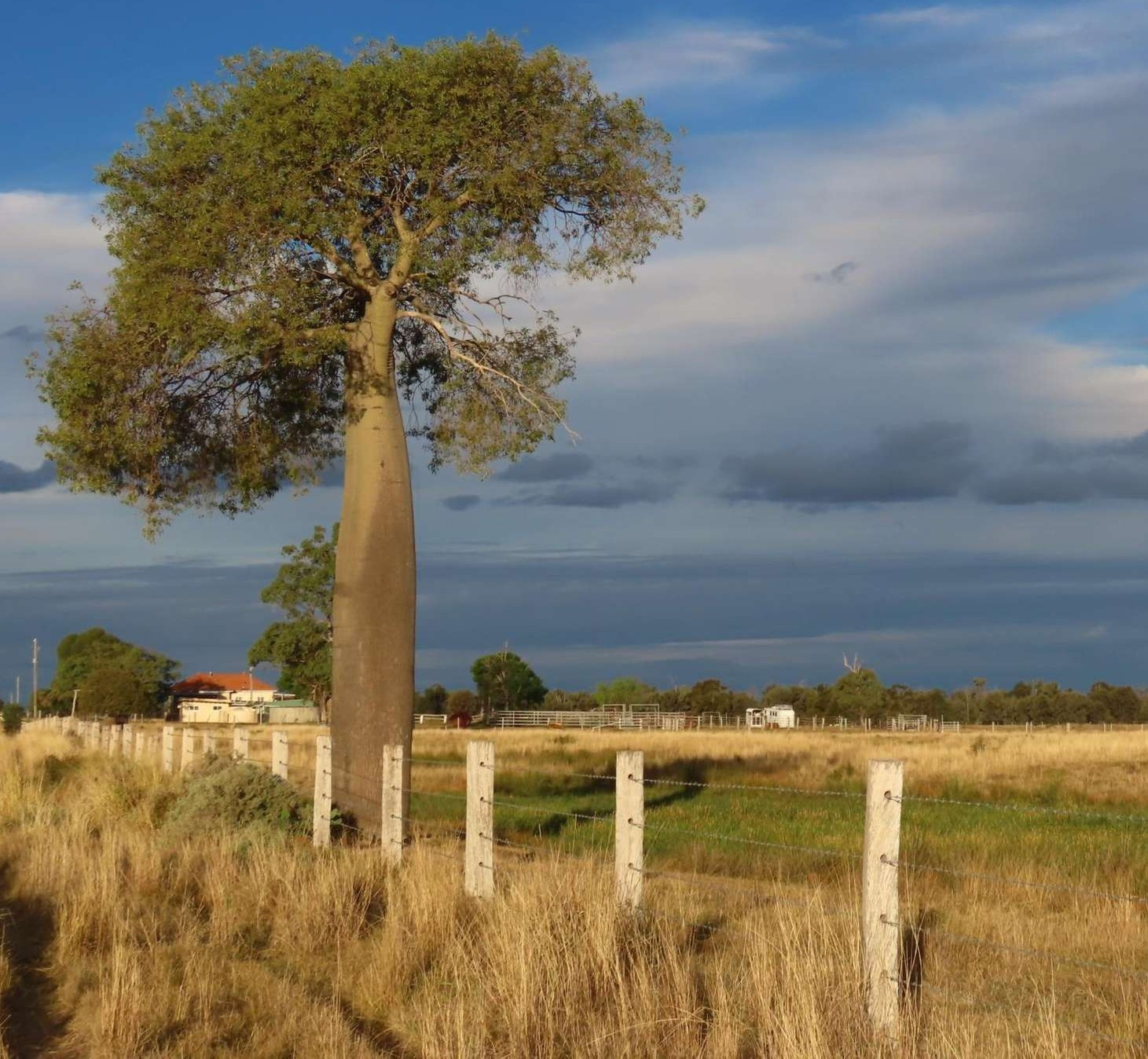 cattle property for sale QLD