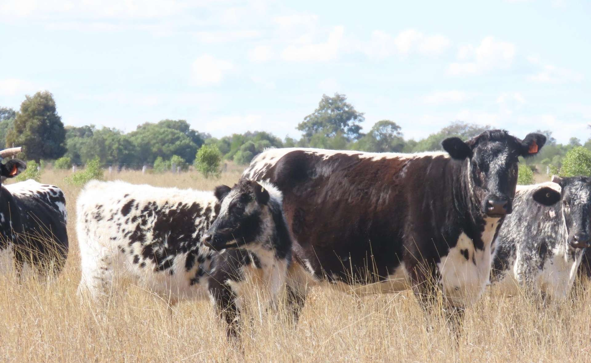 cattle property for sale QLD