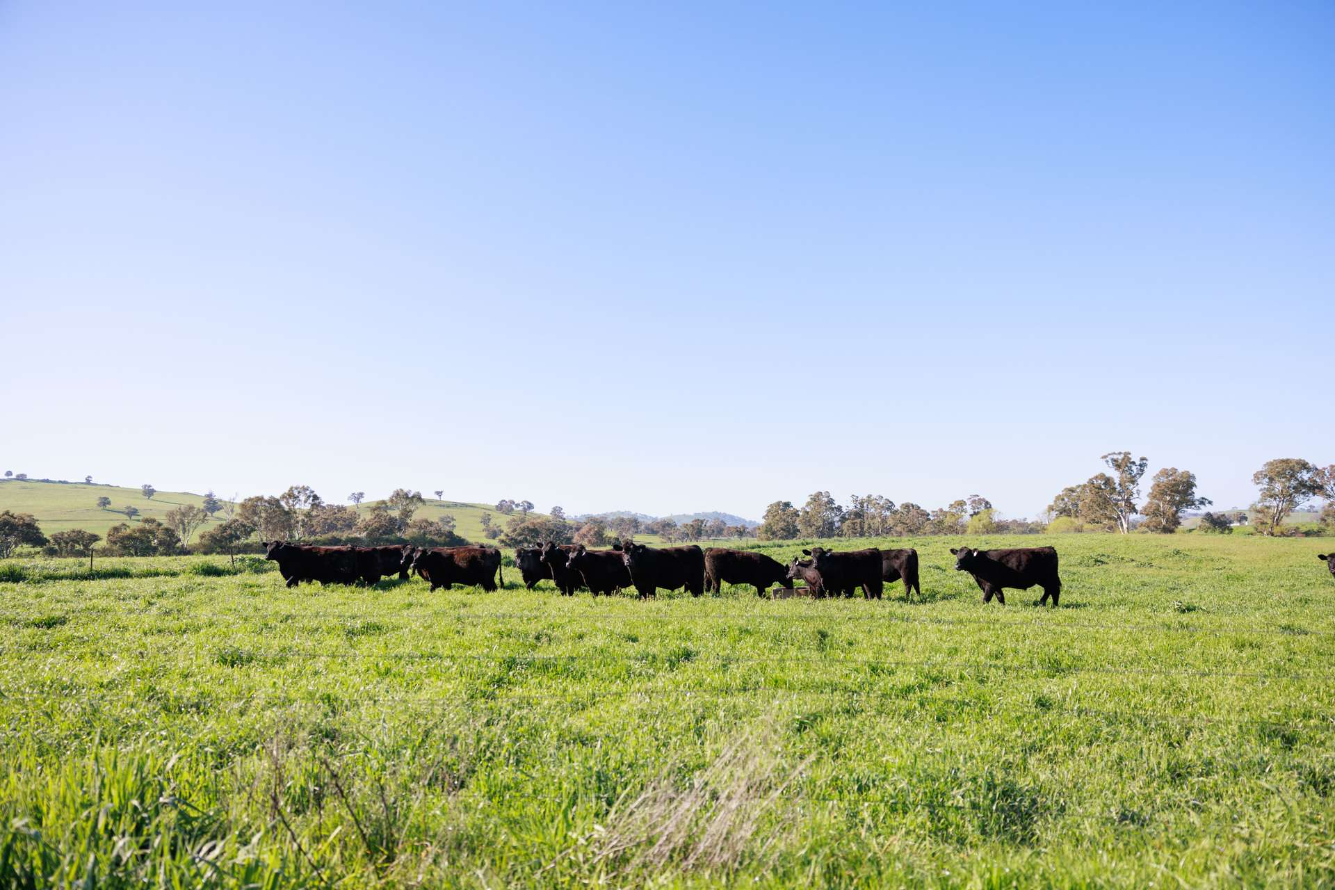 rural property for sale NSW