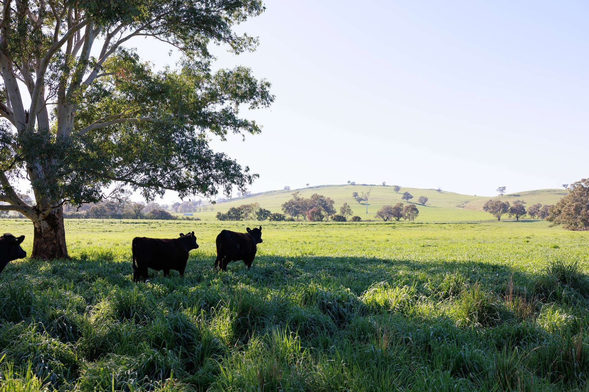 rural property for sale NSW