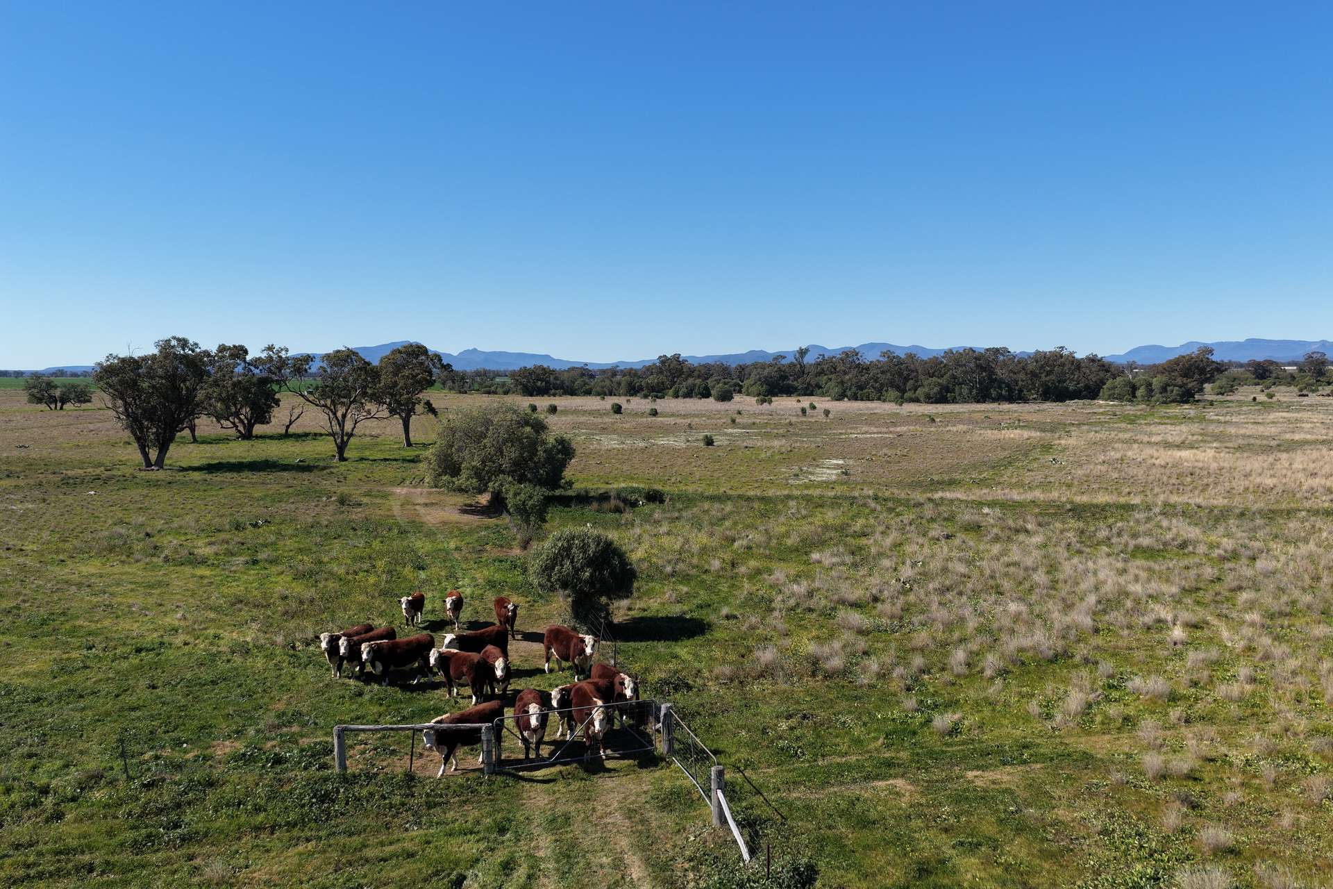 Cattle Property For Sale NSW