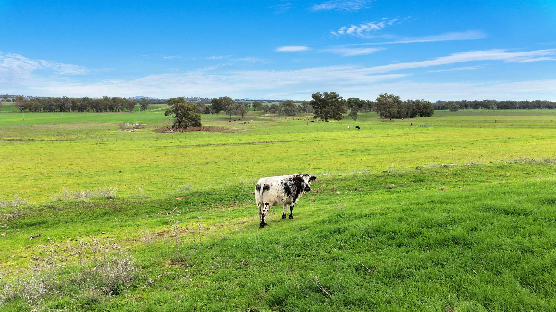 Cropping and grazing property for sale NSW