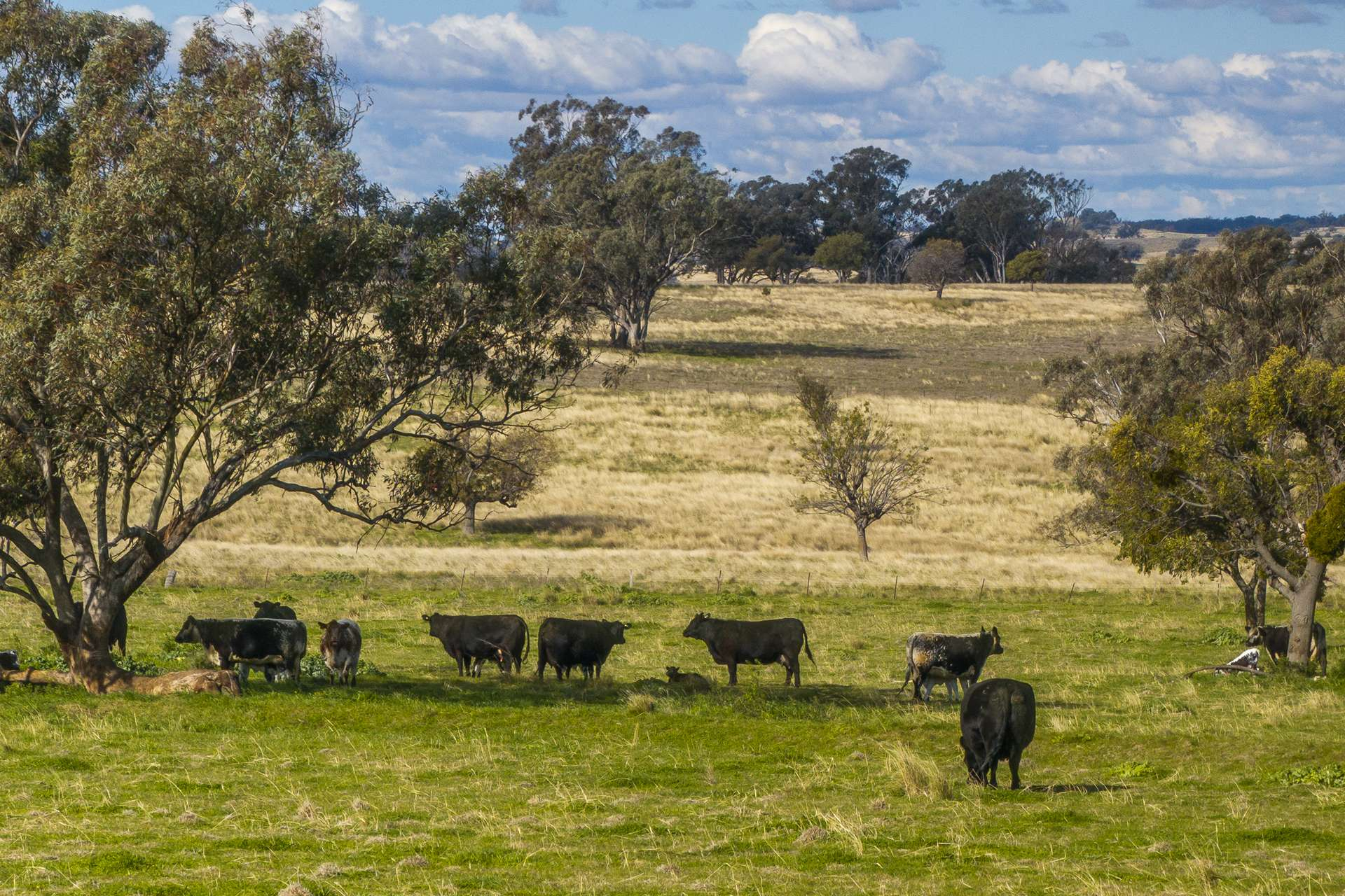 rural property for sale NSW