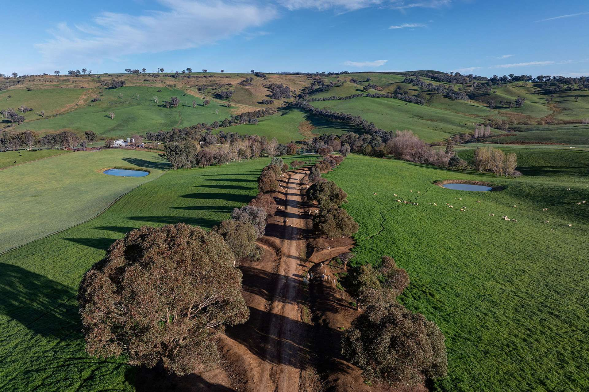Cattle And Sheep Property For Sale NSW