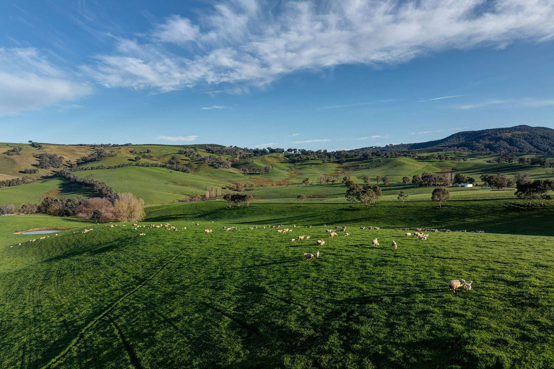 Cattle And Sheep Property For Sale NSW