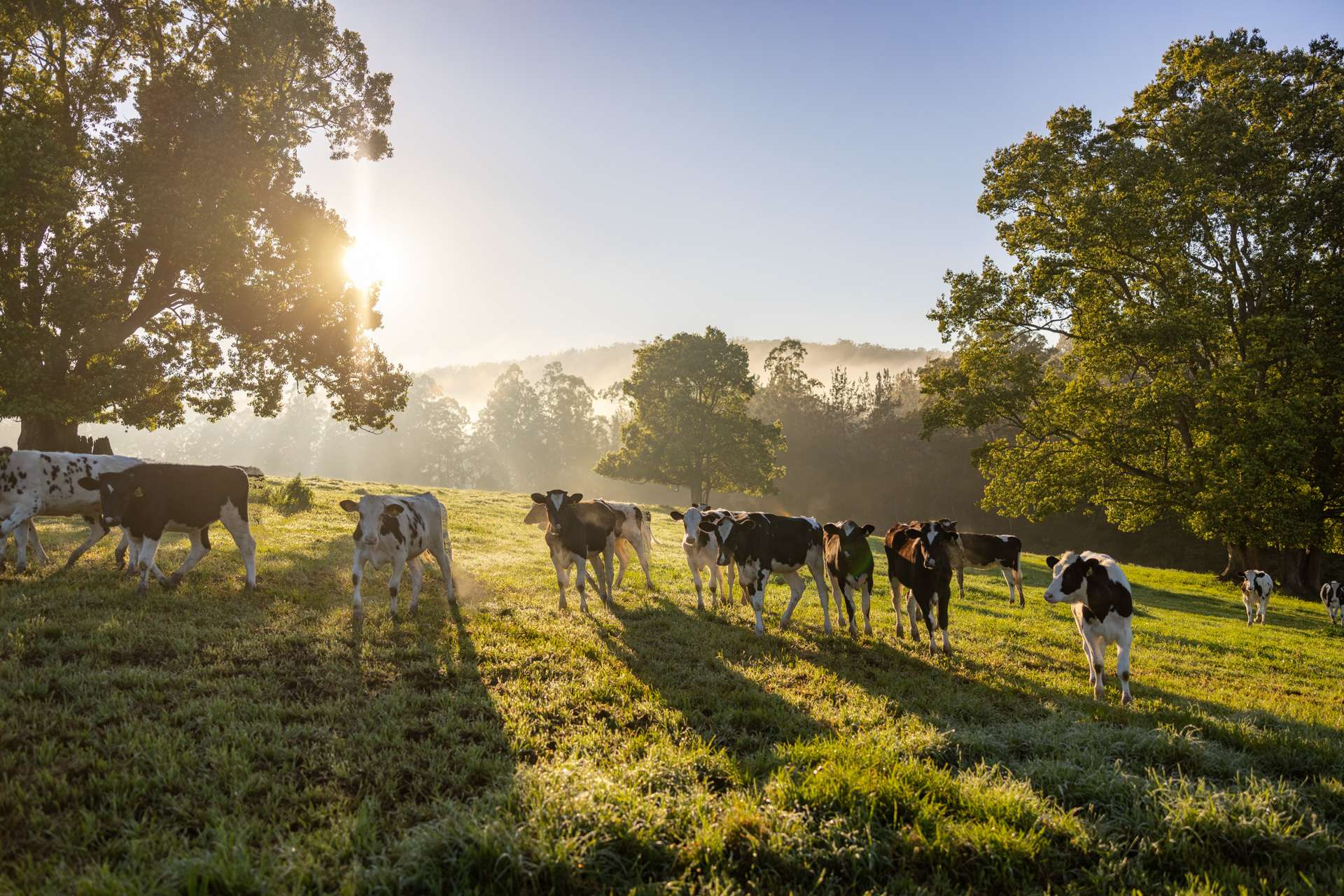 farm for sale NSW