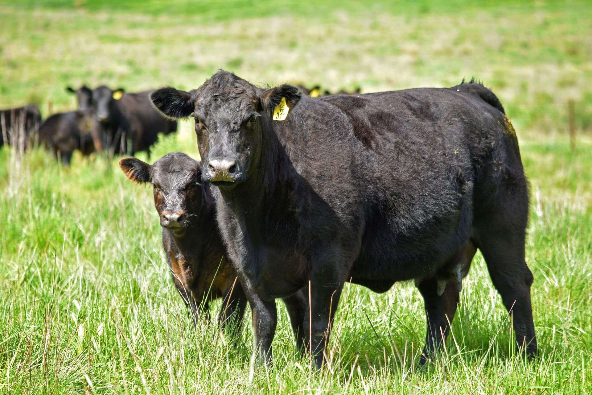 rural property for sale Upper Hunter NSW