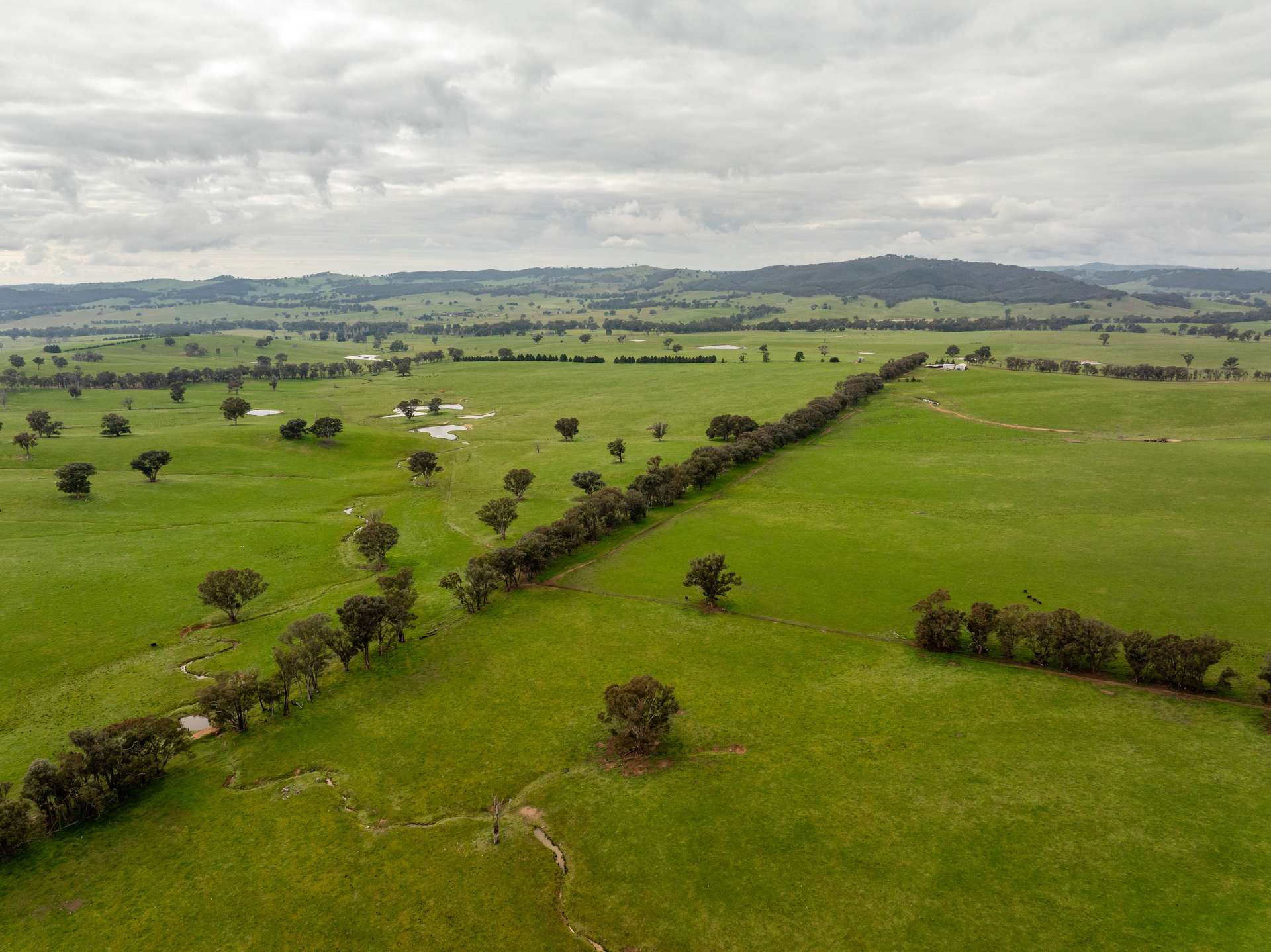 Cattle Property For Sale NSW