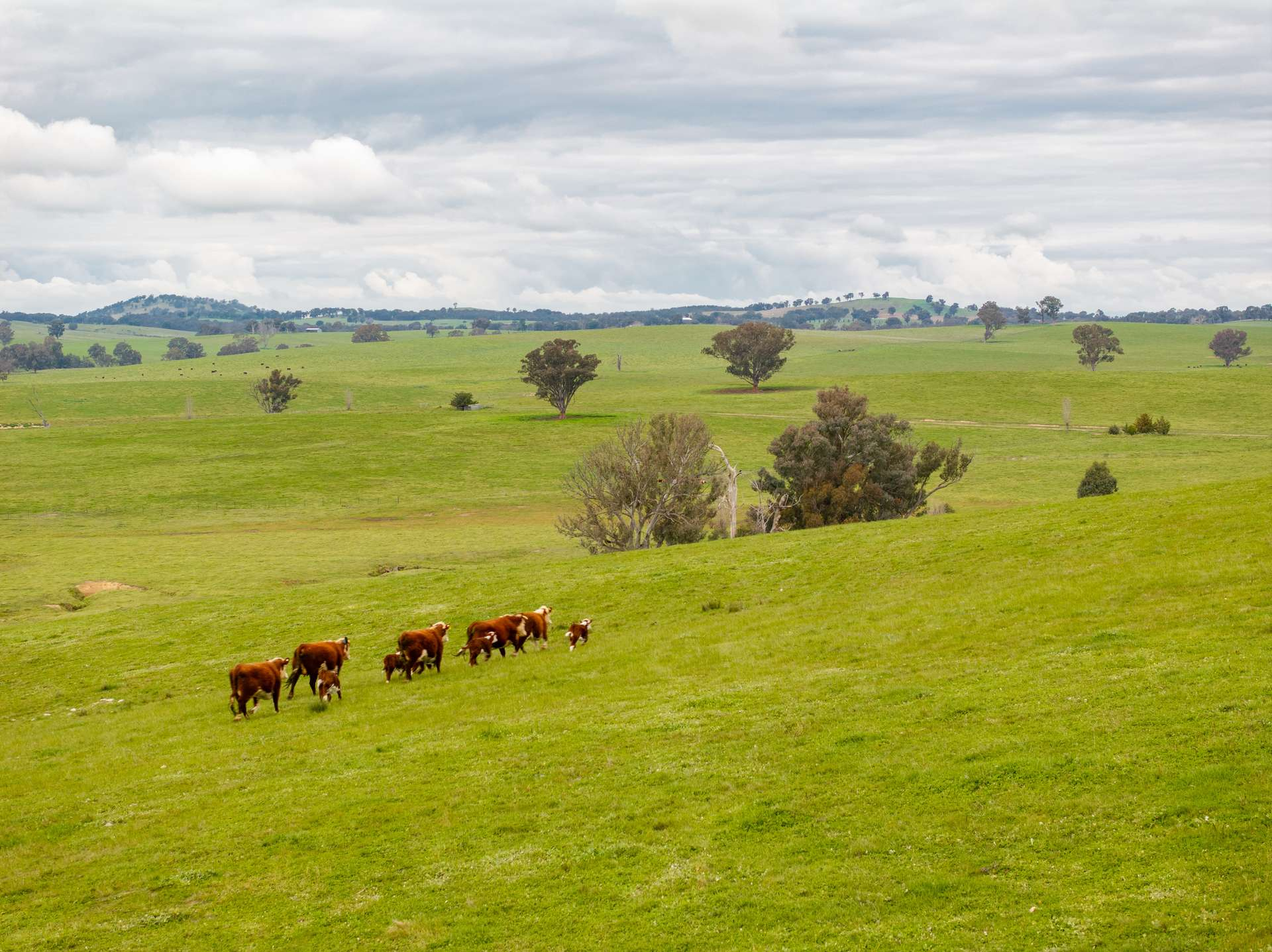 Cattle Property For Sale NSW