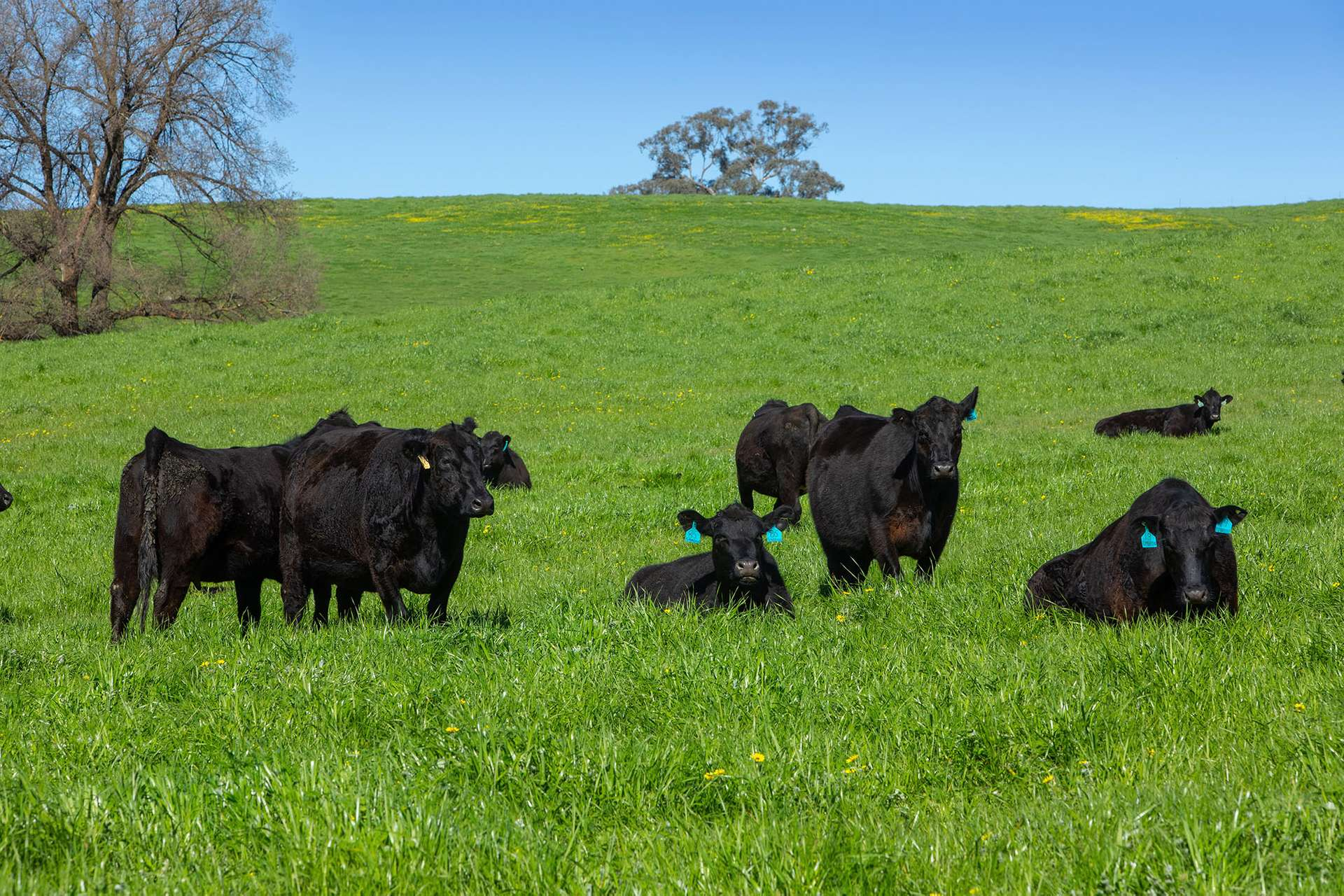 Cattle Property For Sale NSW