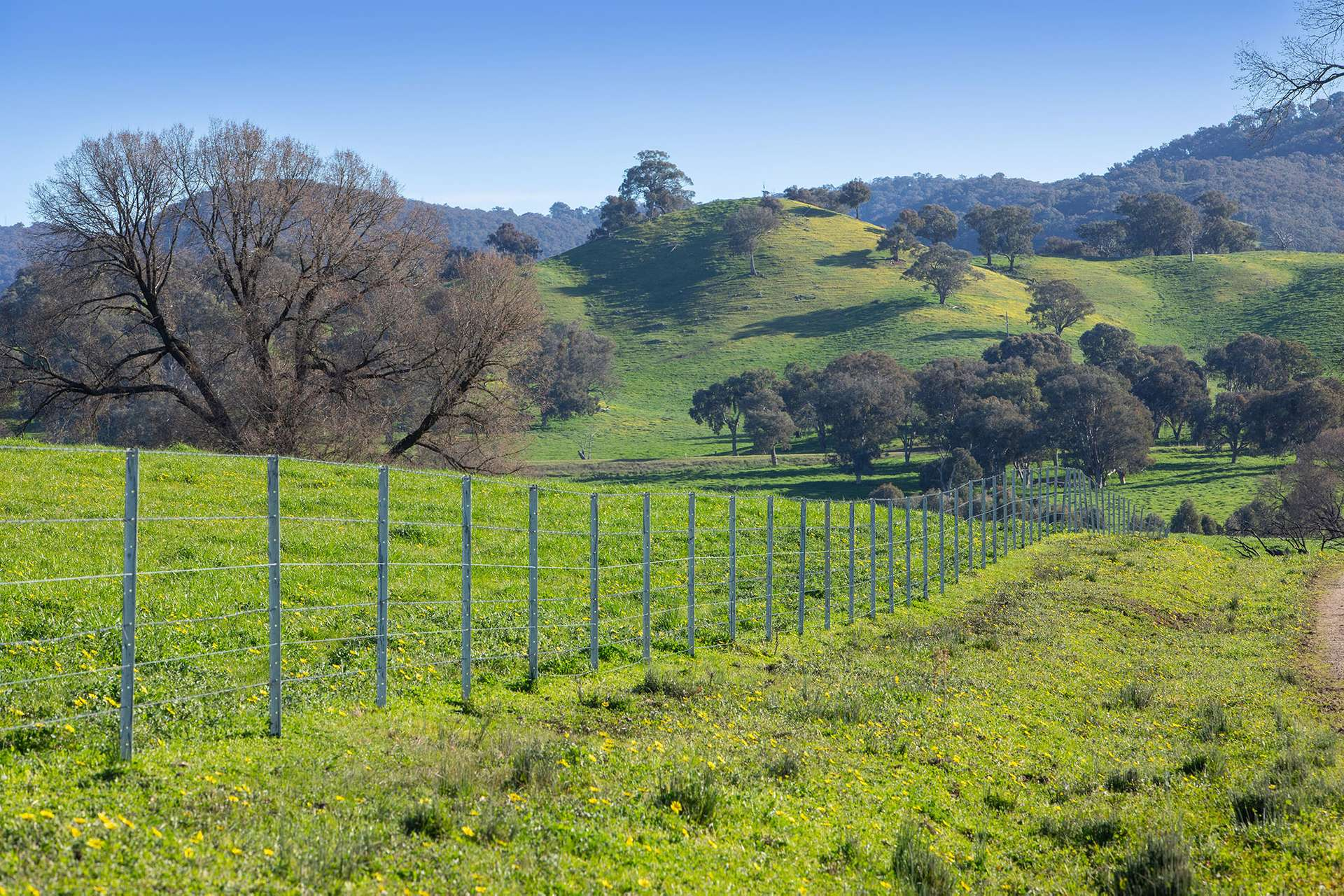 Cattle Property For Sale NSW