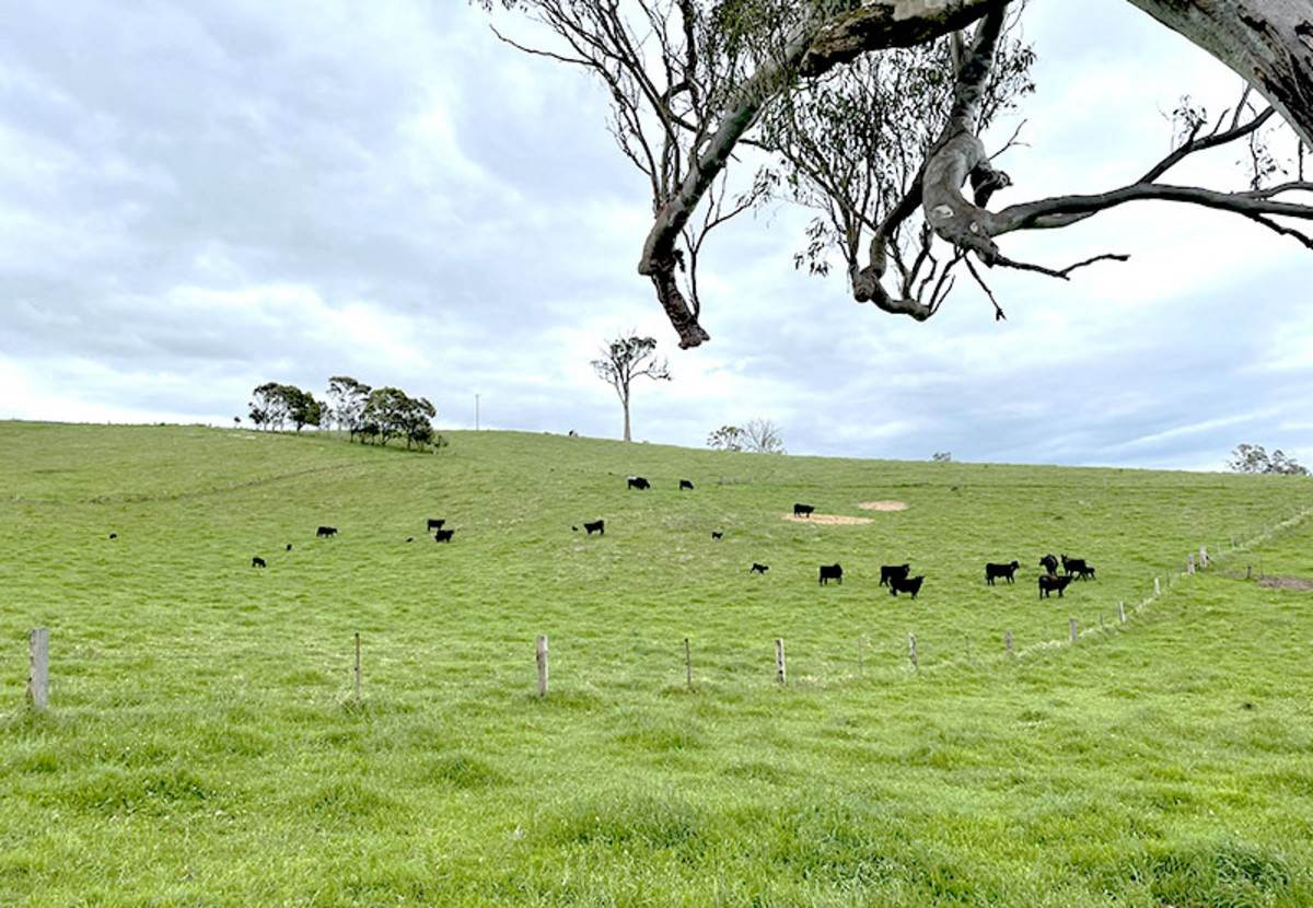 cattle property for sale NSW