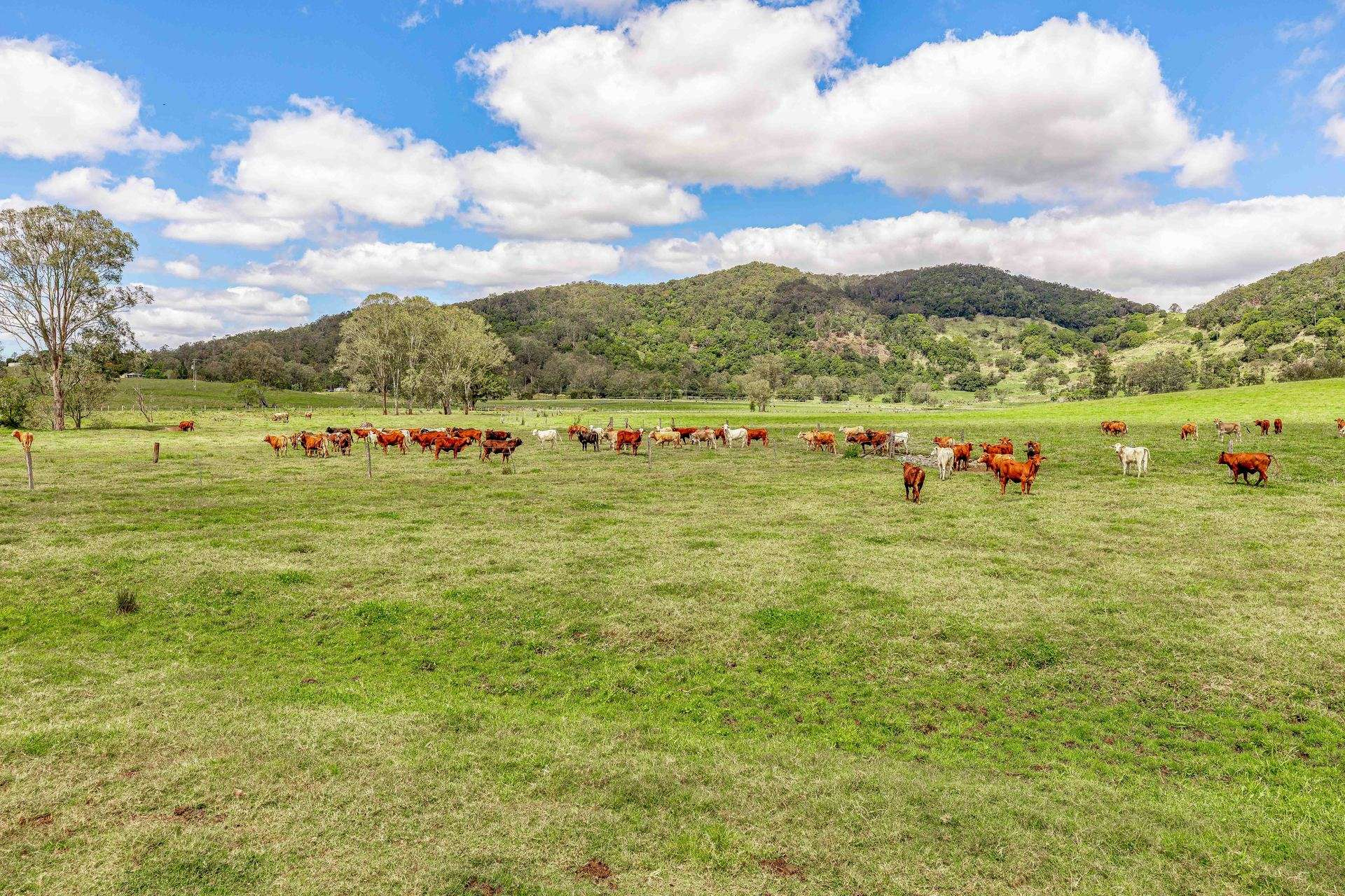 cattle property for sale QLD