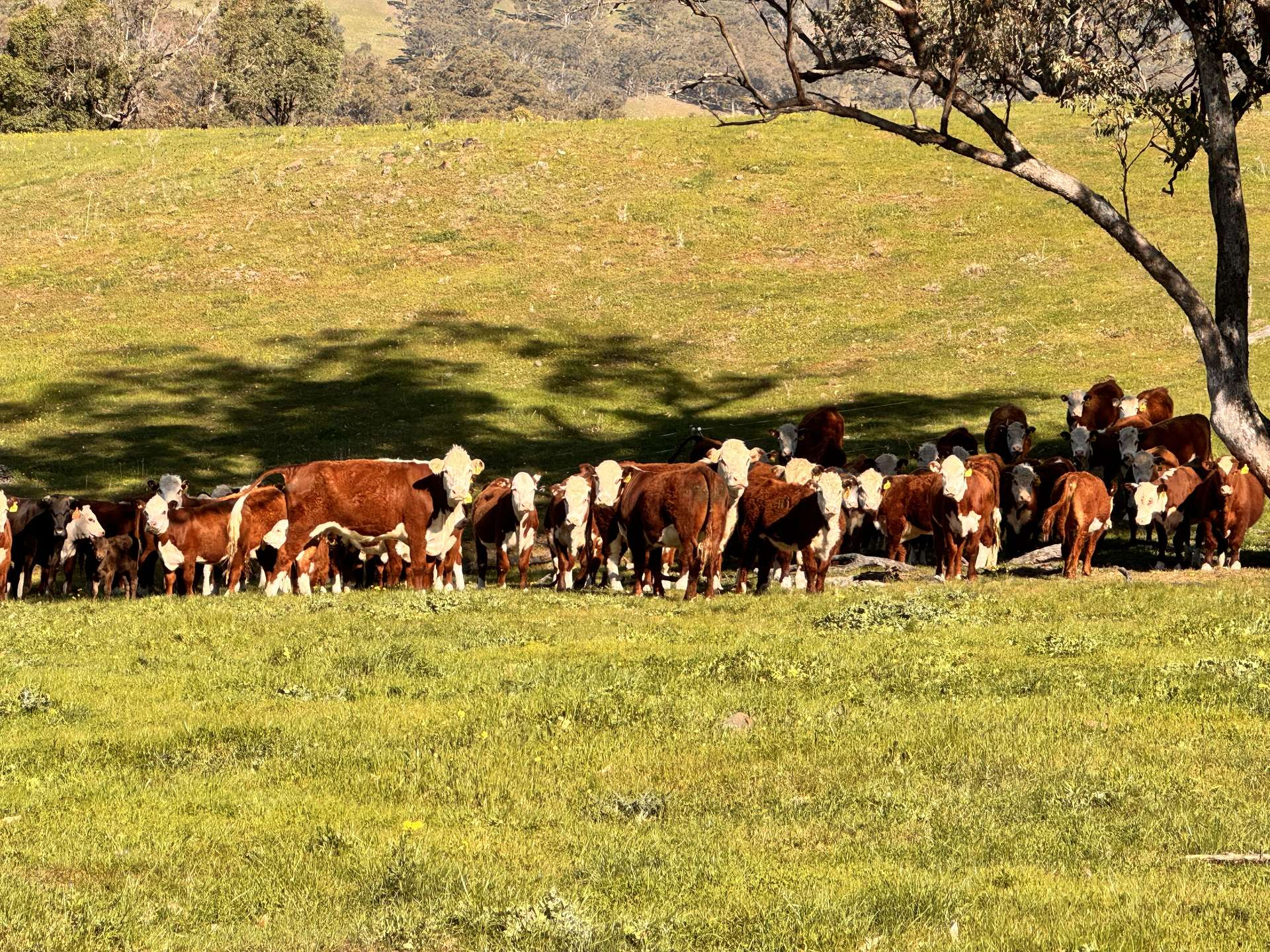 cattle property for sale NSW