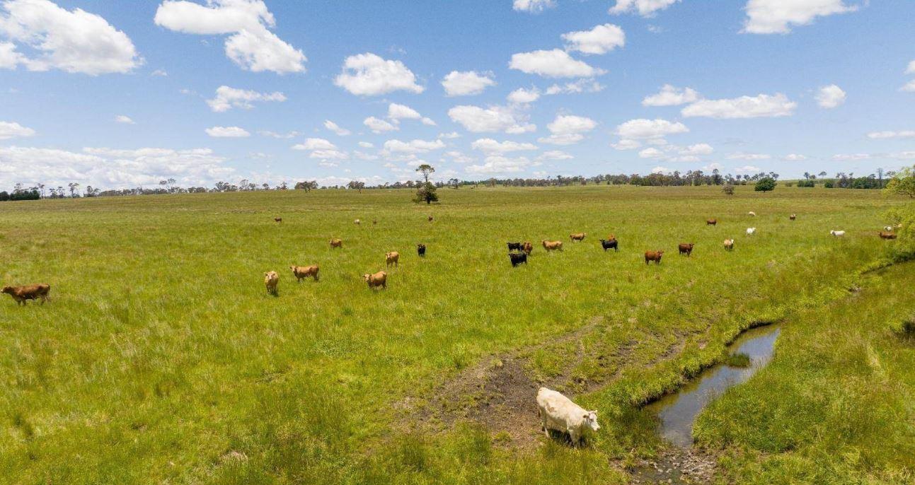 Cattle Property For Sale Armidale NSW