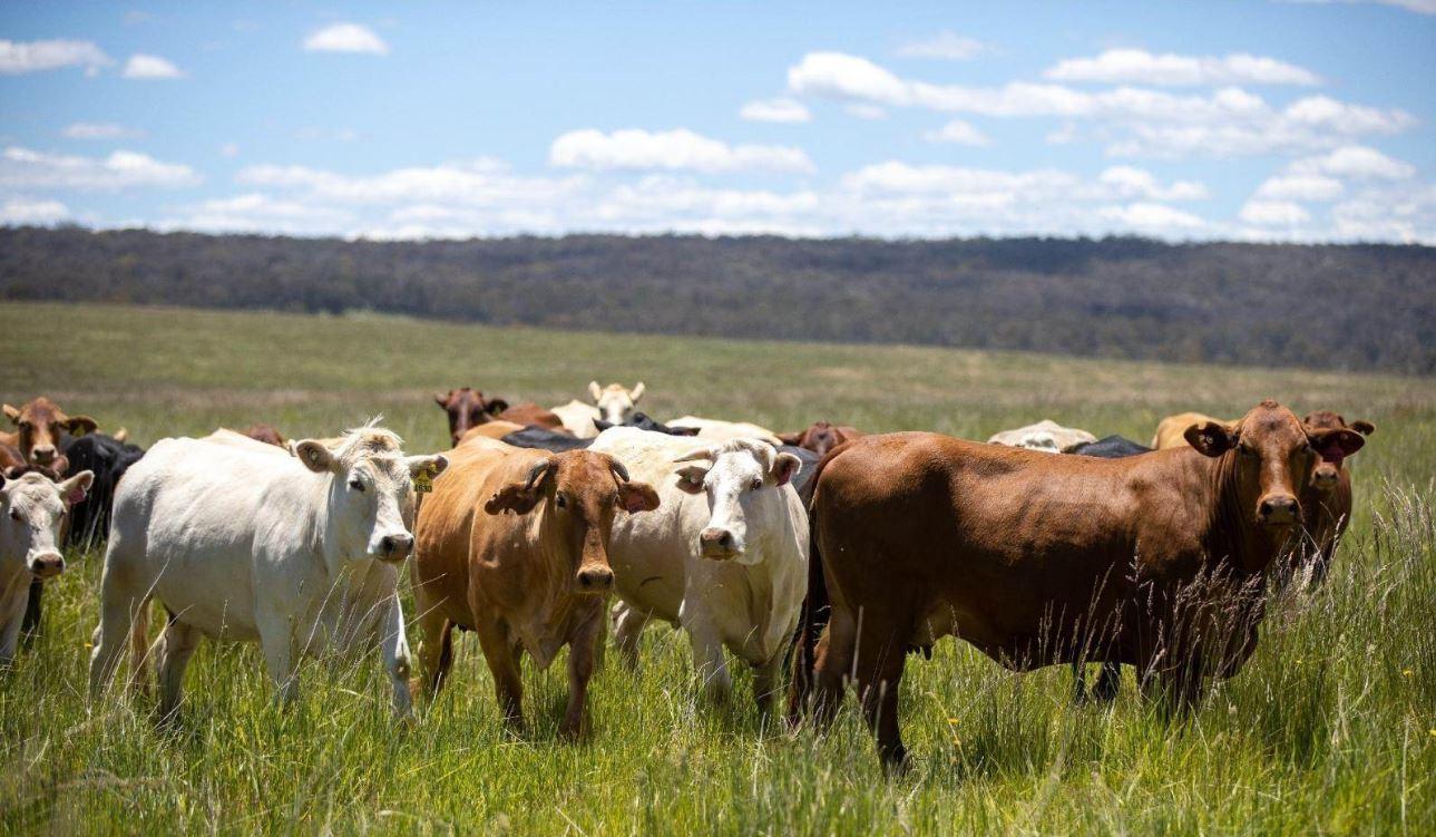 Cattle Property For Sale Armidale NSW