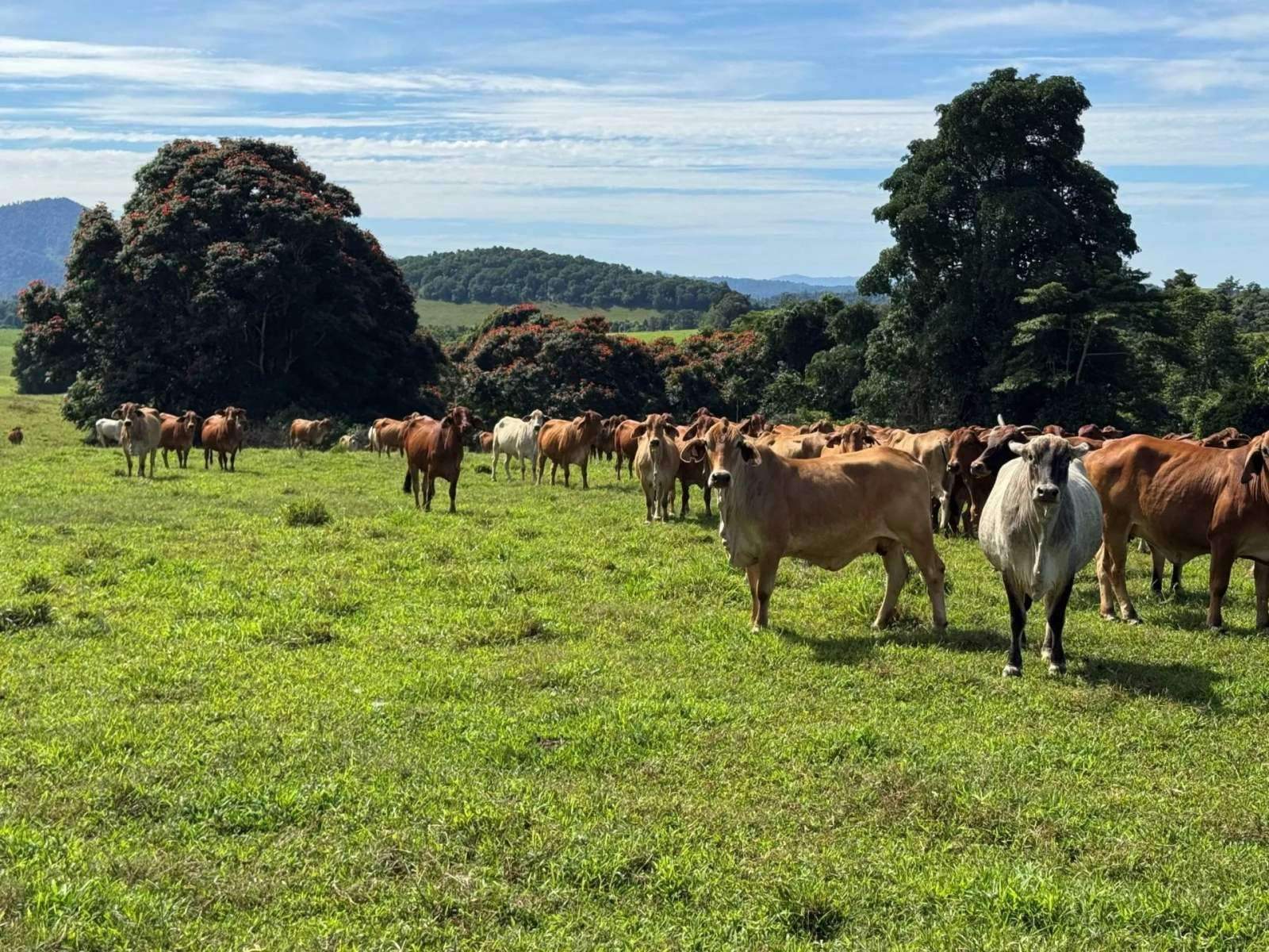 rural property for sale QLD