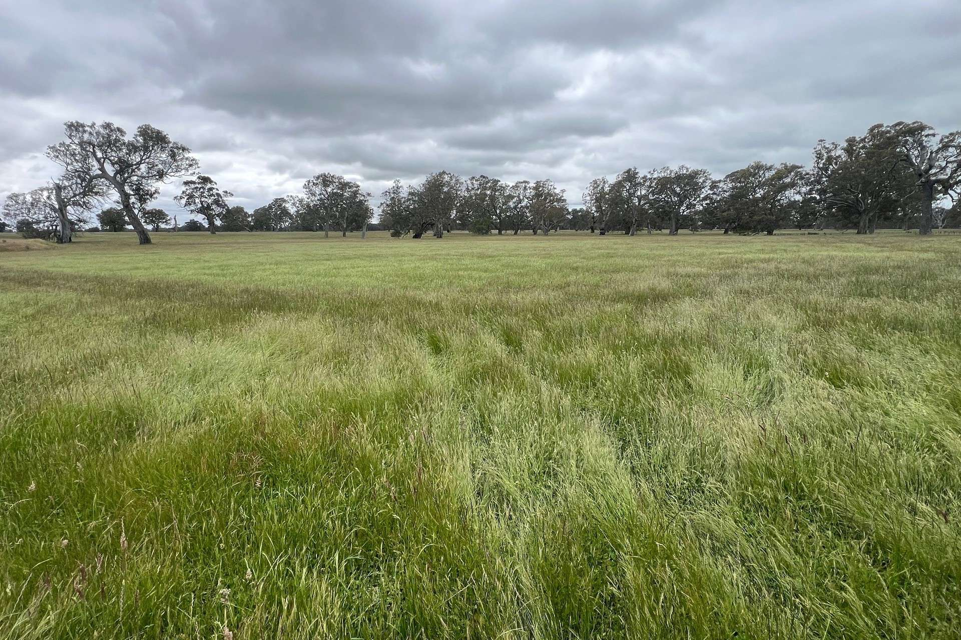 Cattle Property For Sale VIC