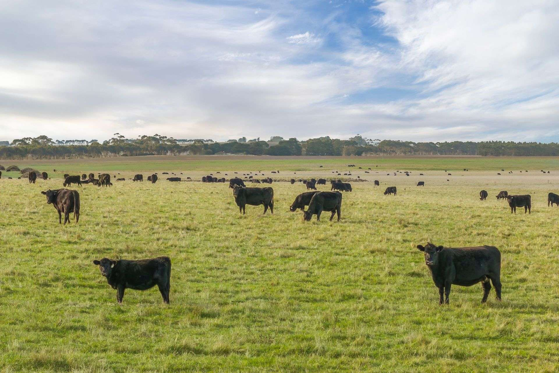 mixed farm for sale VIC