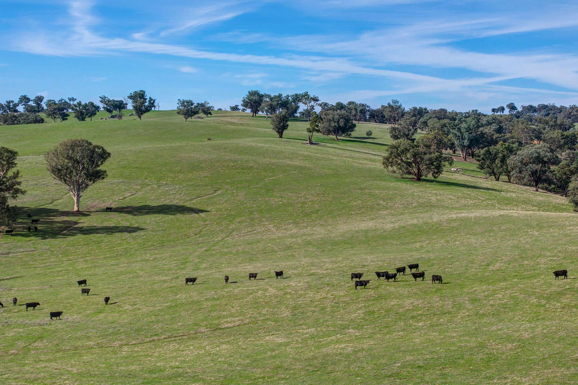 cattle property for sale NSW