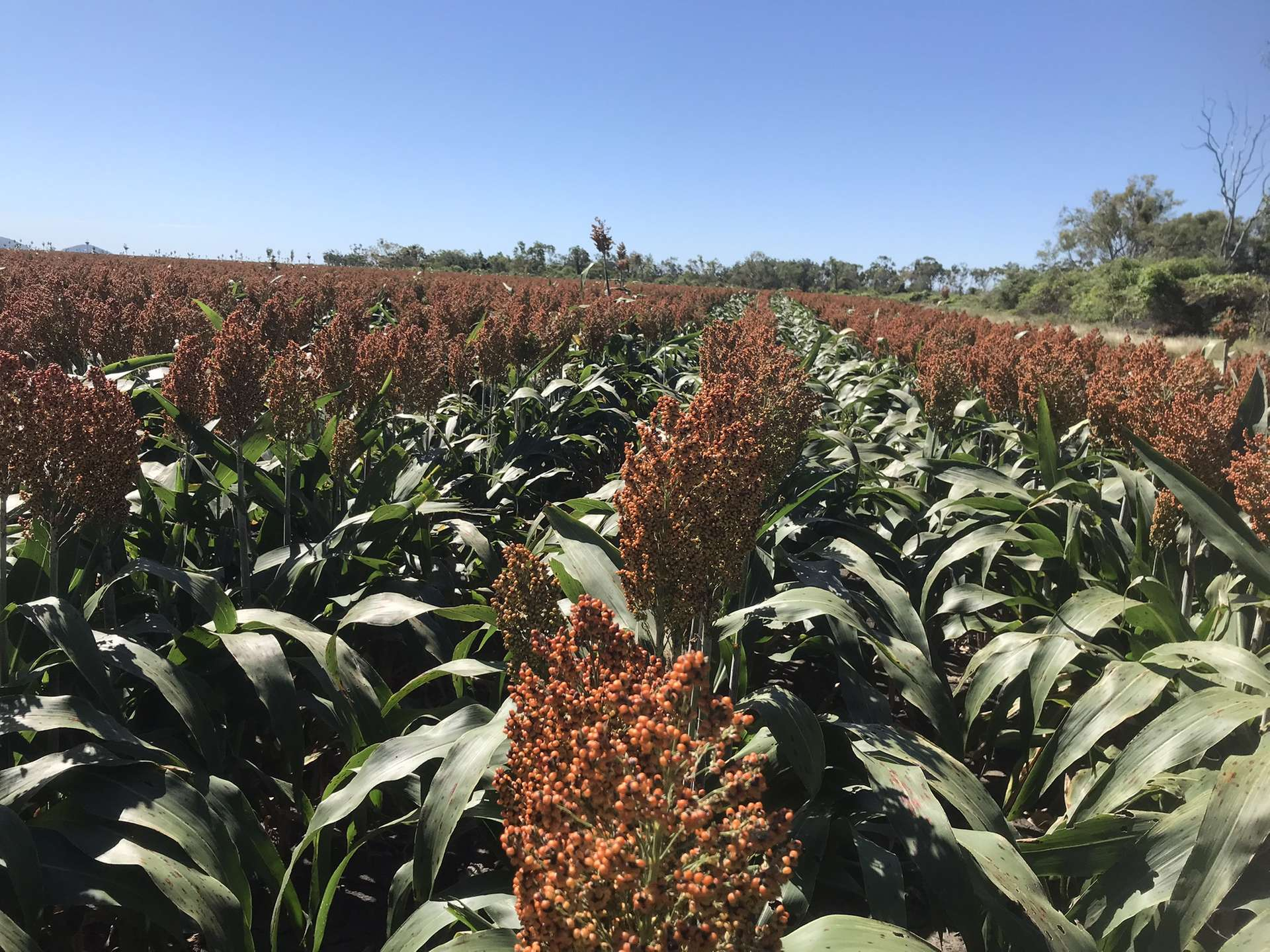 Farm For Sale QLD