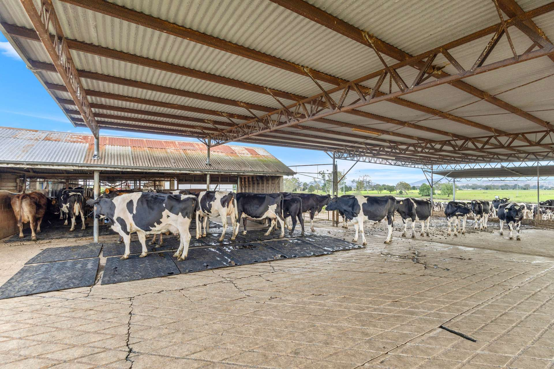 Dairy Farm For Sale QLD