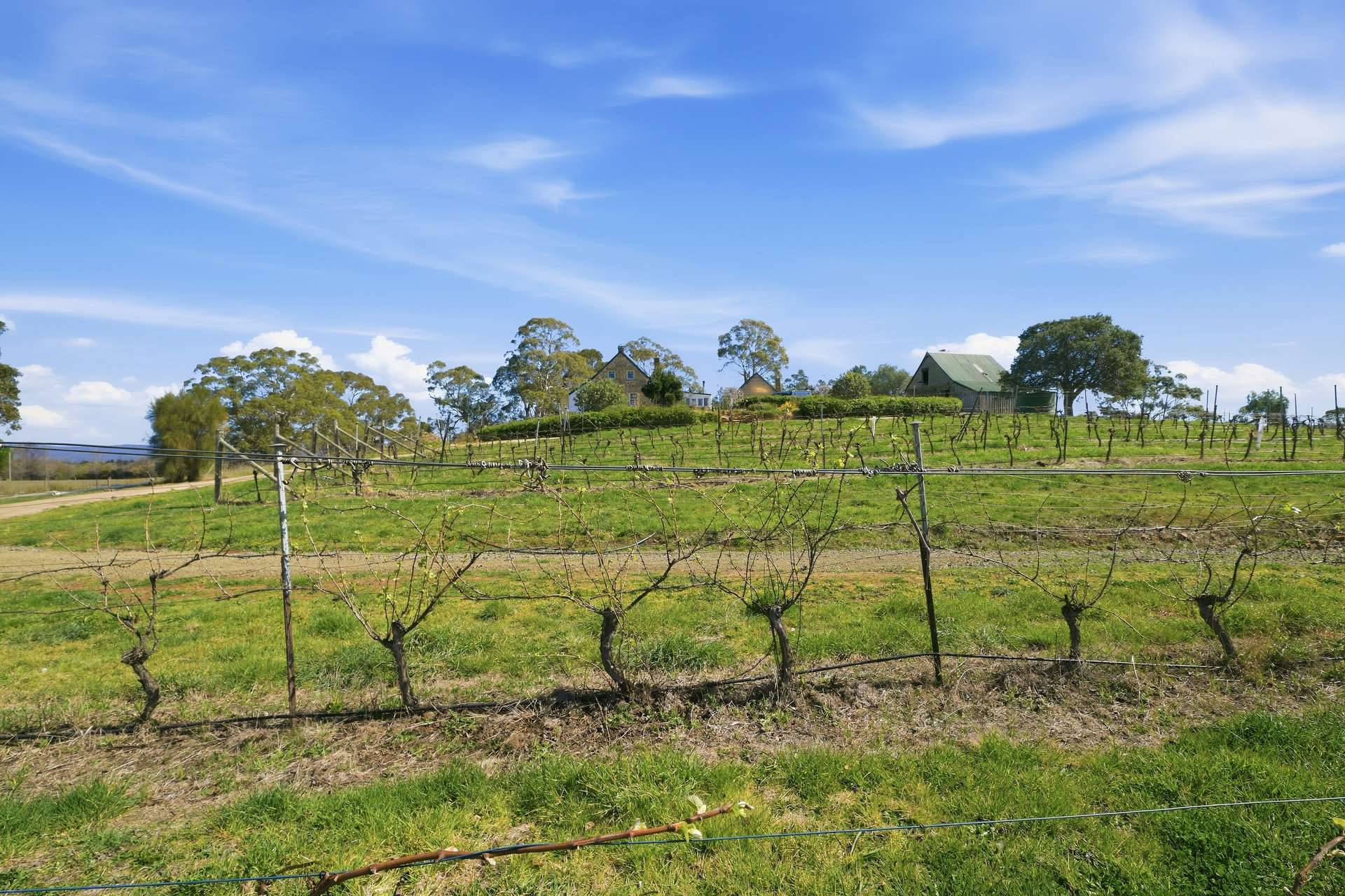 vineyard for sale TAS