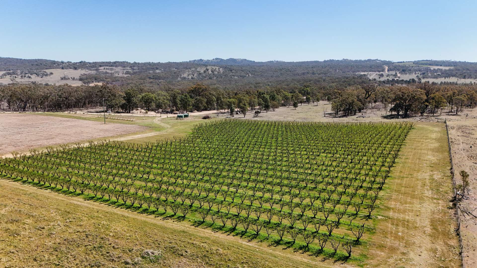 orchard for sale QLD